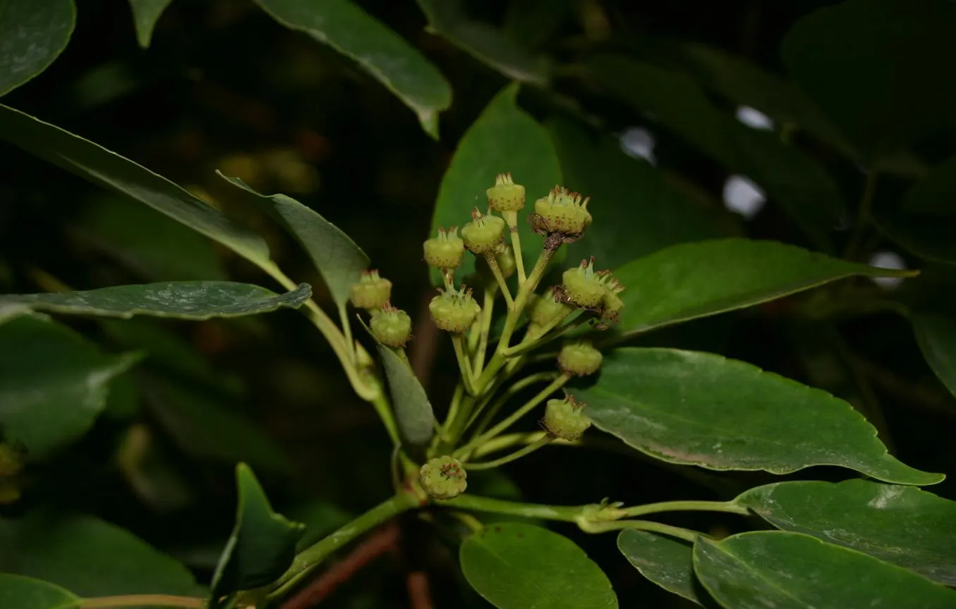 Wheel Tree (Trochodendron Araloides) — Due to its moderate growth rate, this tree is relatively low maintenance