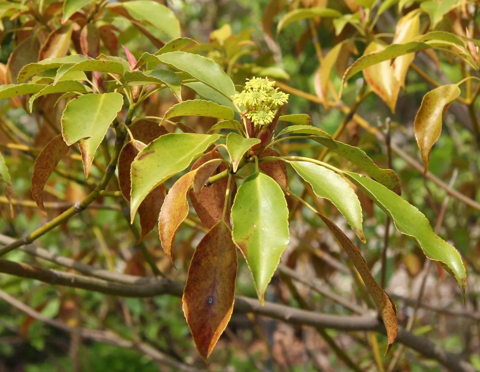 Wheel Tree (Trochodendron Araloides) — tree with green and multi-colored and yellow blooms