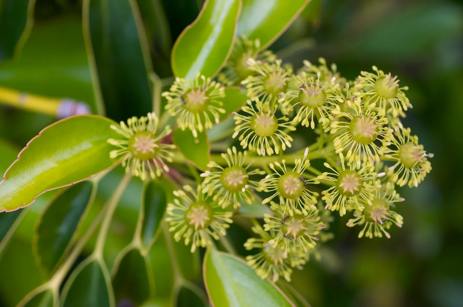 Wheel Tree (Trochodendron Araloides) — which lack petals and measure about 1 to 1.5 inches across