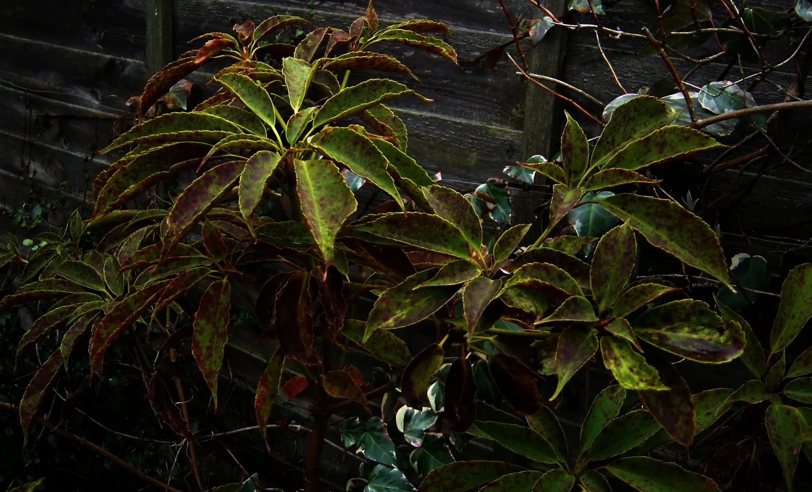 Wheel Tree (Trochodendron Araloides) — consider that the Wheel Tree prefers partial to full shade