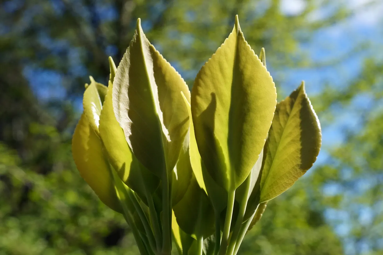 Wheel Tree (Trochodendron Araloides) — Wheel Trees can reach a mature height of approximately 15 to 30 feet with a similar spread