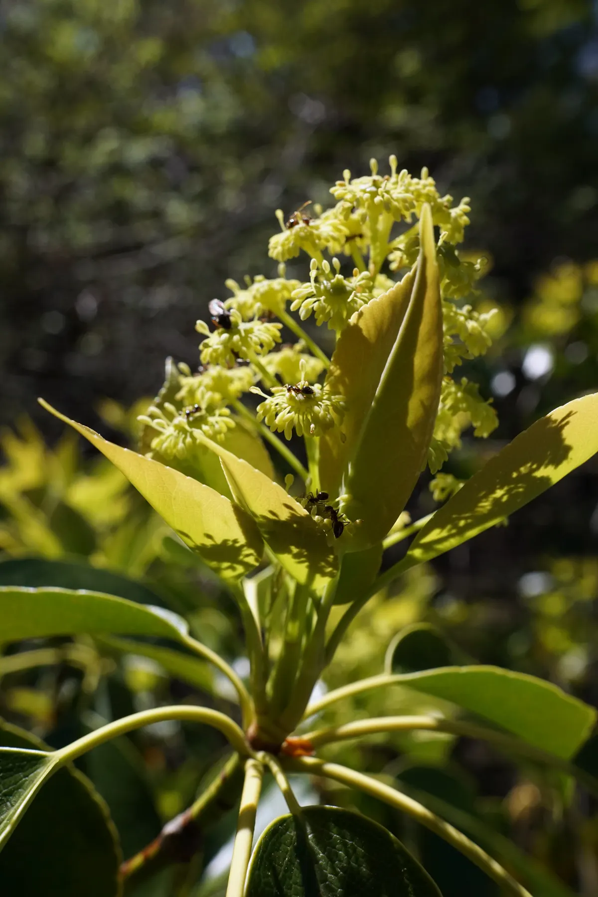 Wheel Tree (Trochodendron Araloides) — When mature, it stands 15-30 feet tall, with a similar spread, offering a distinctive, architectural presence; due to