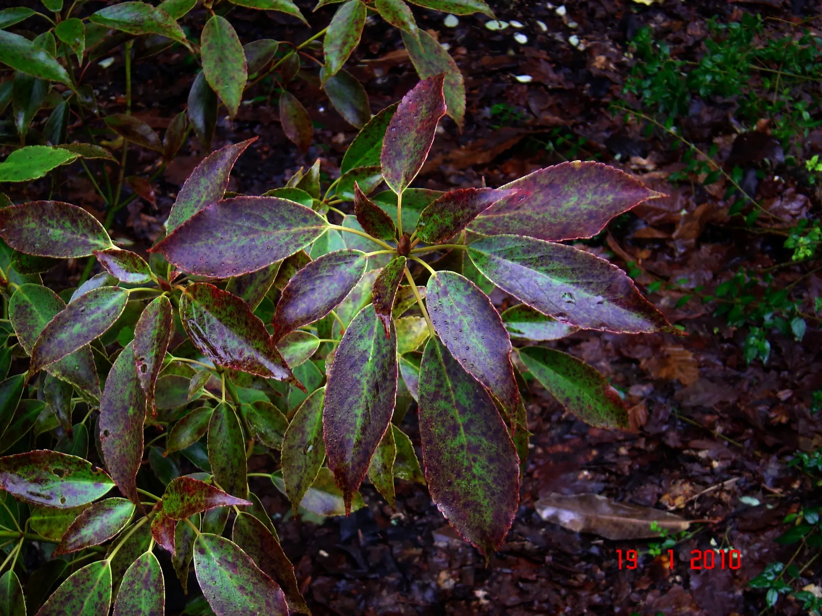Wheel Tree (Trochodendron Araloides) — although it can withstand more sunlight in cooler climates; tree with green and multi-colored and yellow blooms