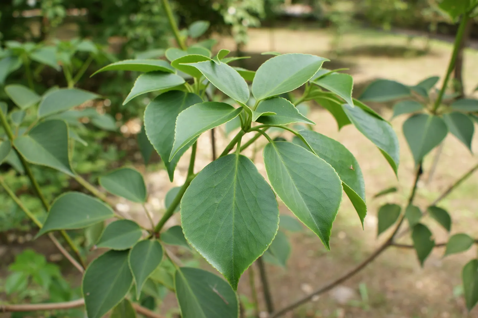 Wheel Tree (Trochodendron Araloides) — Wheel Trees can reach a mature height of approximately 15 to 30 feet with a similar spread; glossy green leaves and