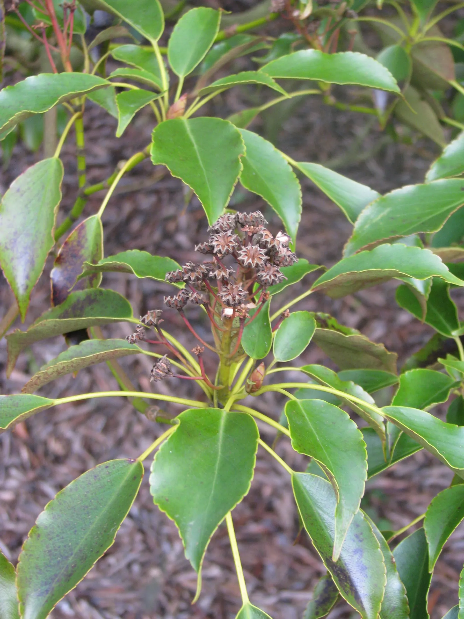 Wheel Tree (Trochodendron Araloides) — glossy green leaves and striking wheel-shaped flowers; perfect for understory planting or as a focal point, image 45