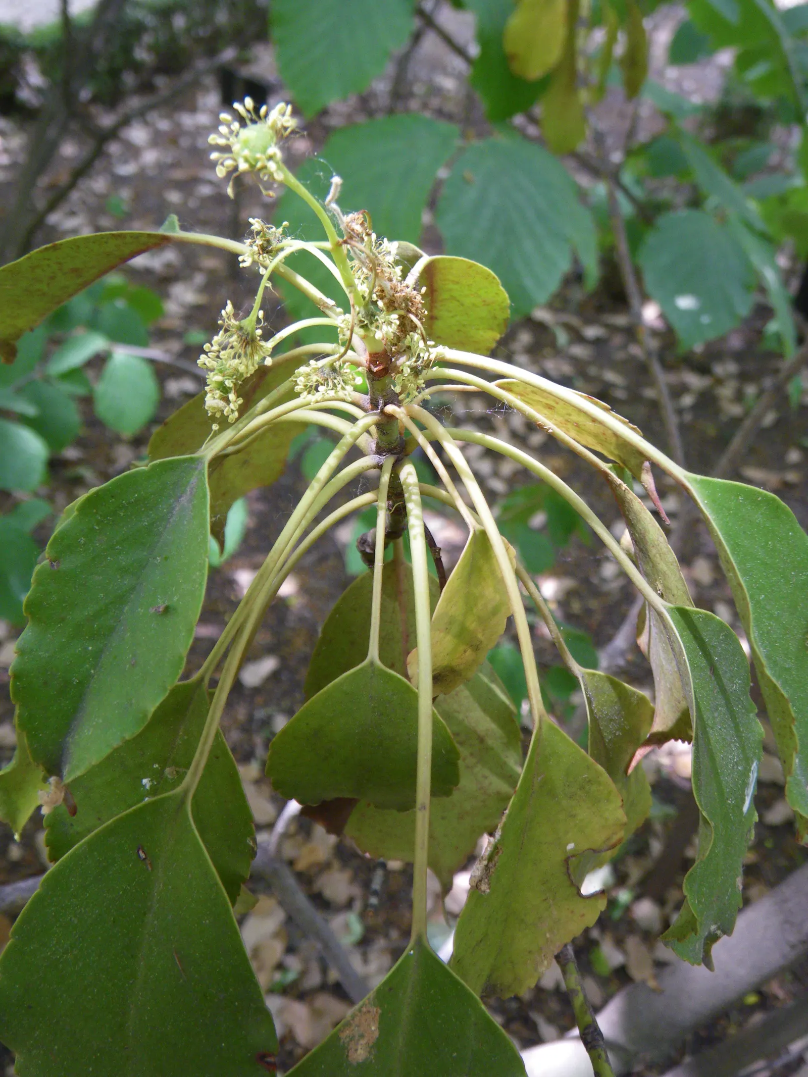 Wheel Tree (Trochodendron Araloides) — Hardy and low-maintenance, it adds year-round interest
