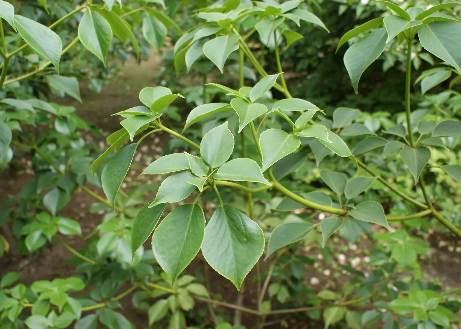 Wheel Tree (Trochodendron Araloides) — tree for full or half