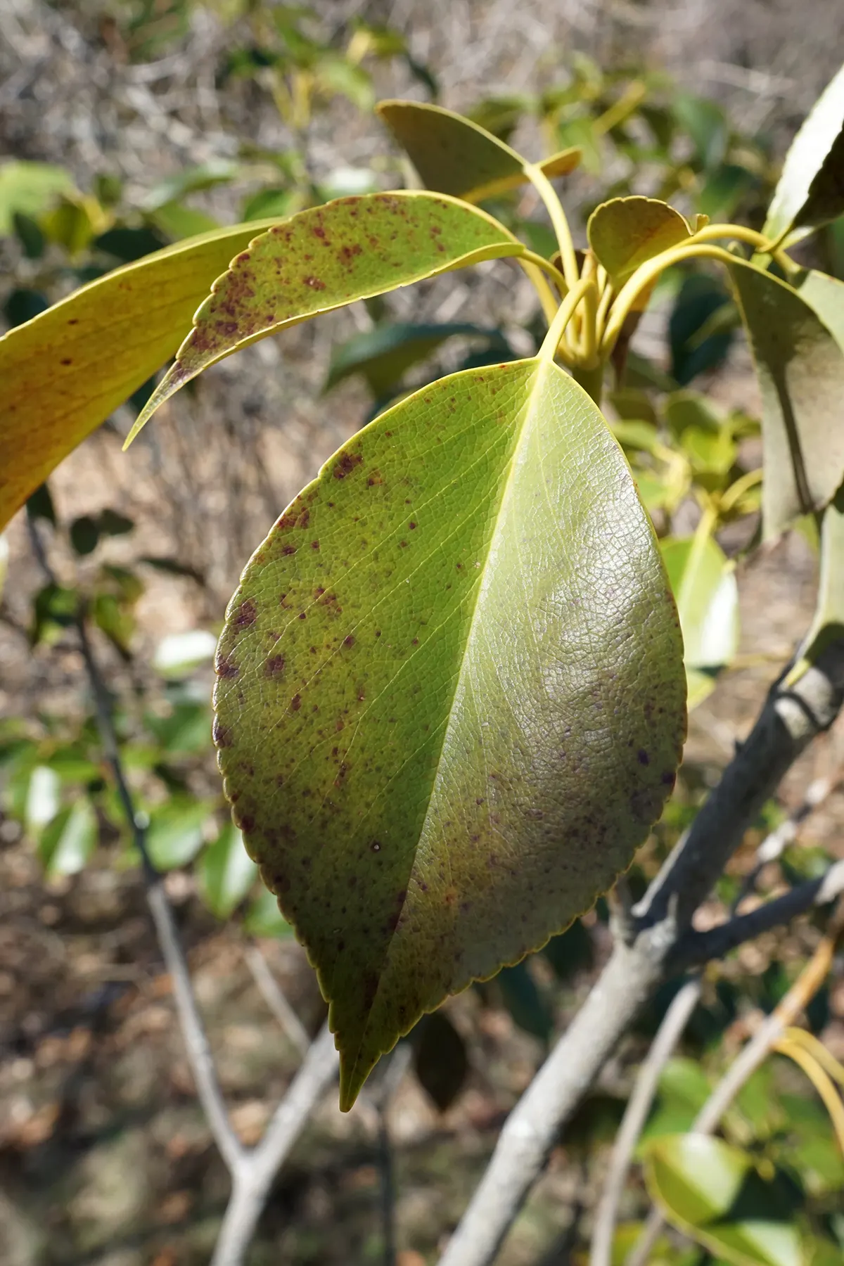Wheel Tree (Trochodendron Araloides) — scientifically named Trochodendron araloides; it thrives in well-drained, humus-rich soils that are slightly, image 50