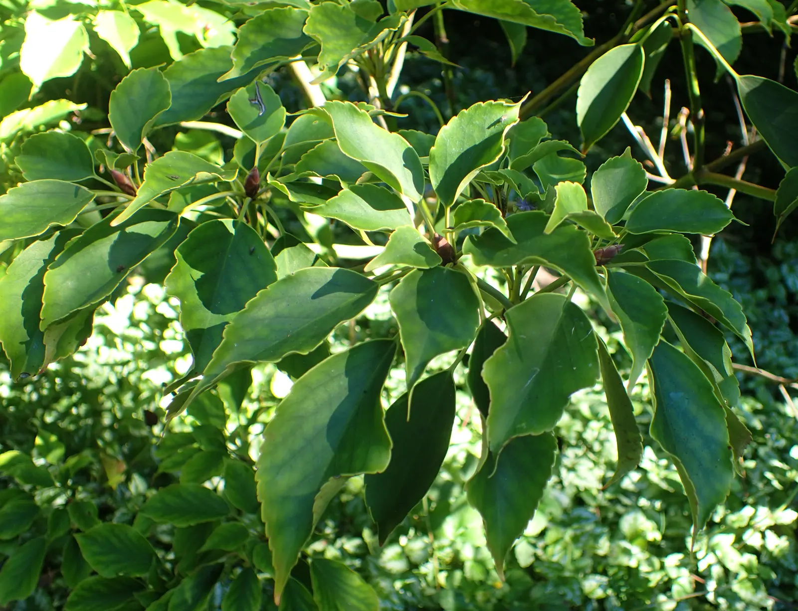 Wheel Tree (Trochodendron Araloides) — which lack petals and measure about 1 to 1.5 inches across; presents a unique and enchanting choice for a garden
