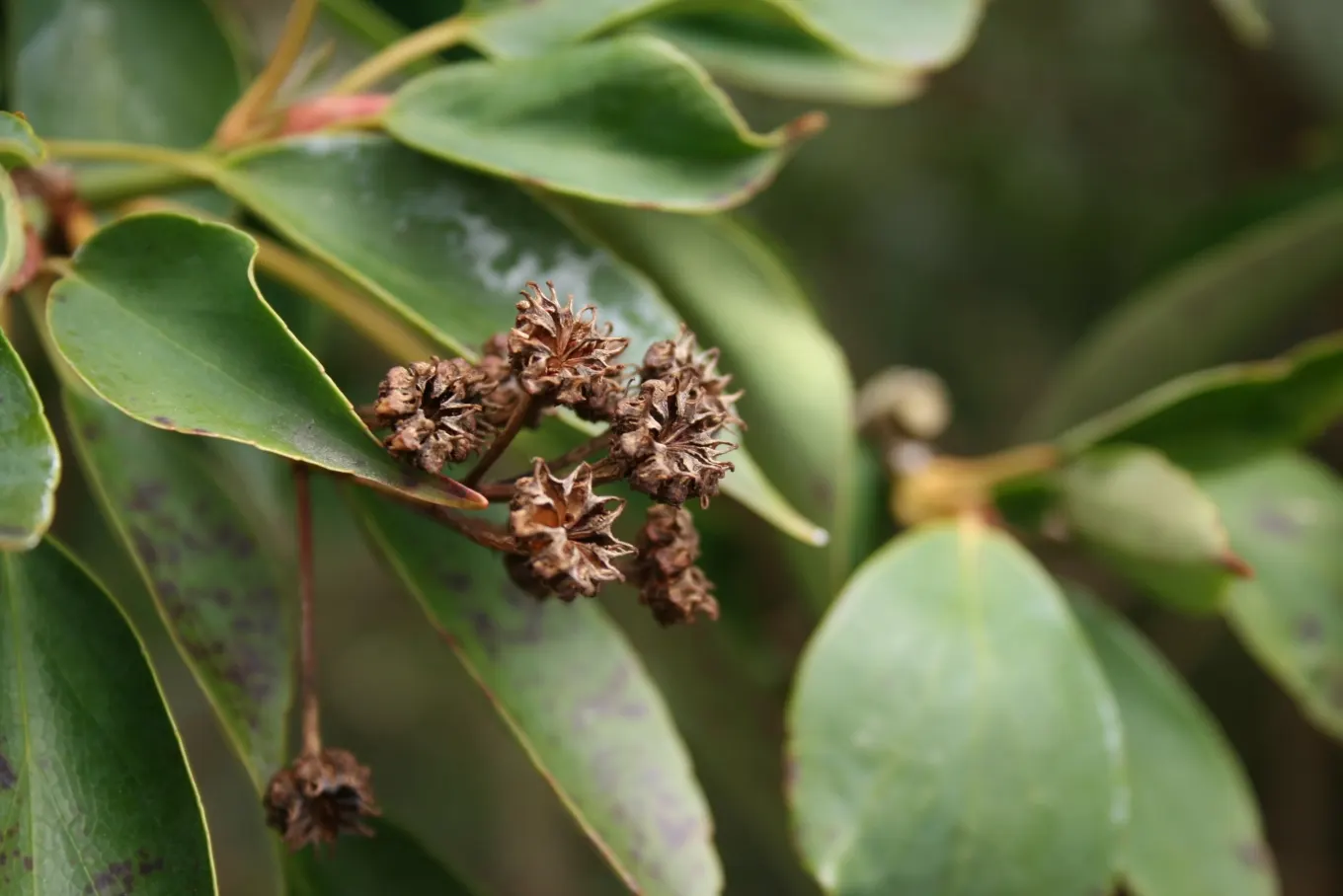 Wheel Tree (Trochodendron Araloides) — Perfect for understory planting or as a focal point in woodland gardens; when mature, it stands 15-30 feet, image 48