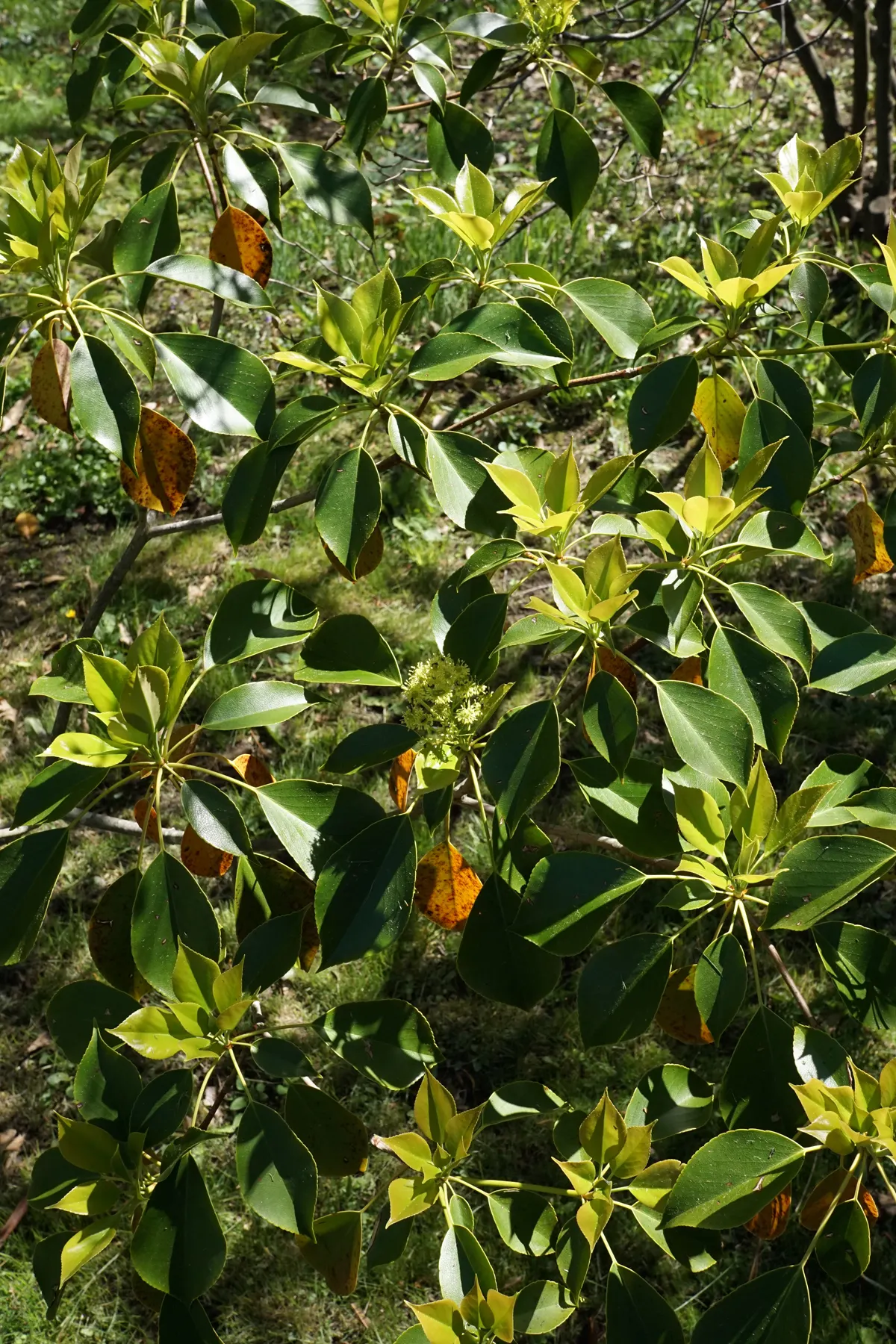 Wheel Tree (Trochodendron Araloides) — When mature, it stands 15-30 feet tall, with a similar spread, offering a distinctive, architectural, image 47