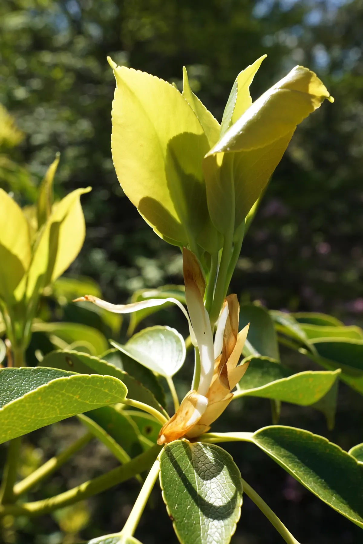 Wheel Tree (Trochodendron Araloides) — It thrives in well-drained, humus-rich soils that are slightly acidic to neutral in pH