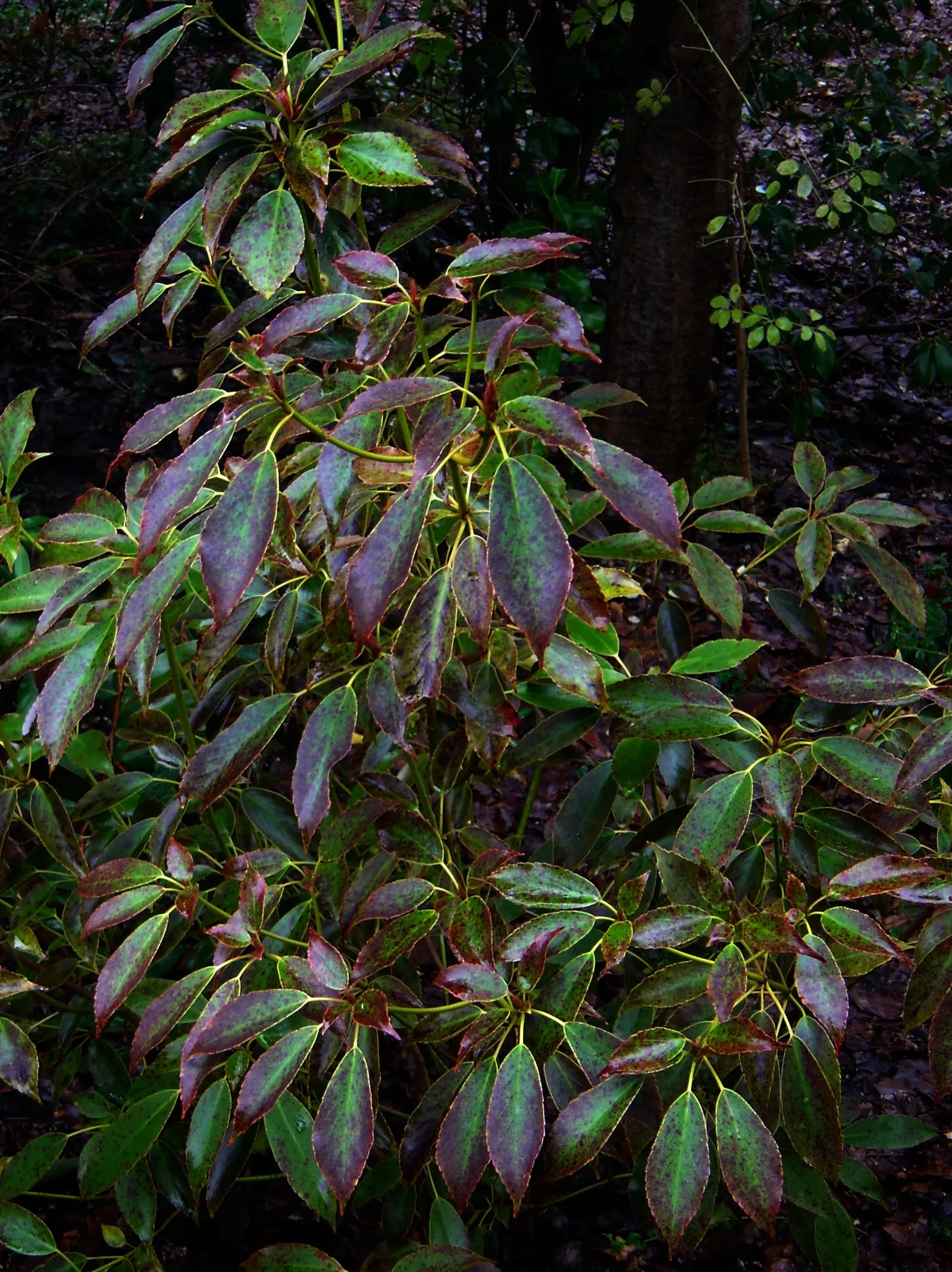 Wheel Tree (Trochodendron Araloides) — green and multi-colored and yellow flowers in the garden; hardy and low-maintenance, it adds year-round interest