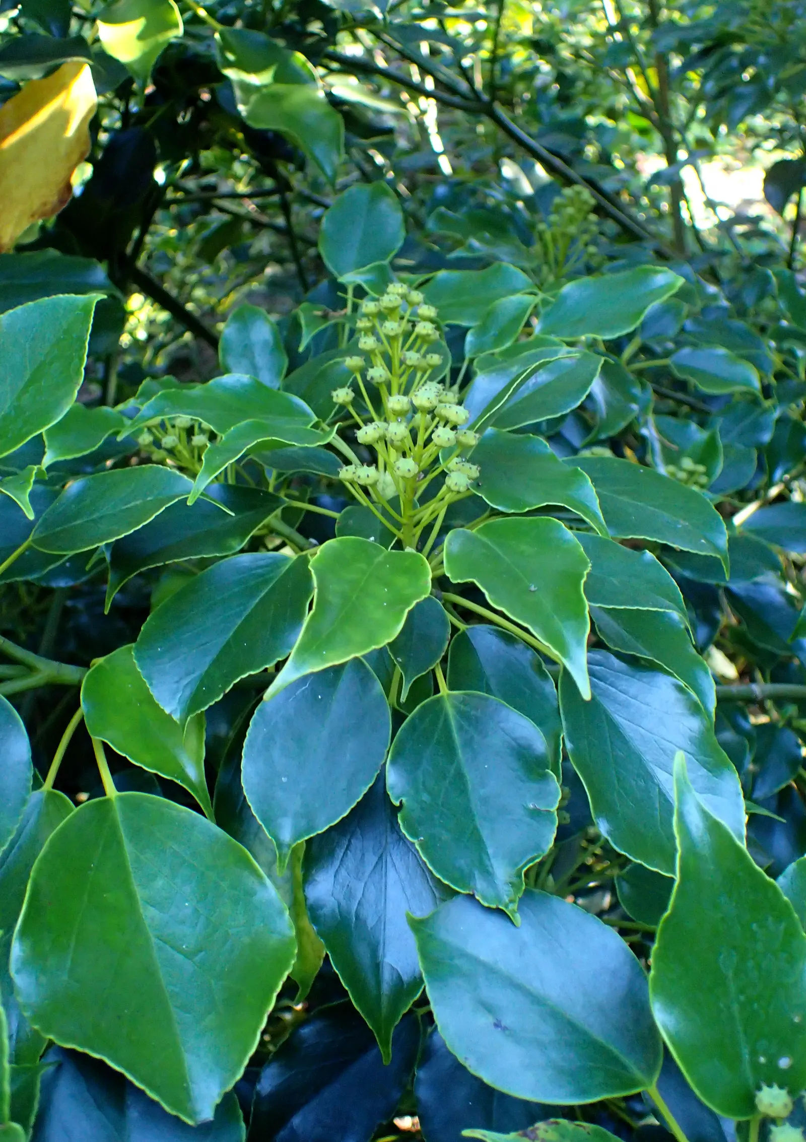 Wheel Tree (Trochodendron Araloides) — Hardy and low-maintenance, it adds year-round interest; wheel Trees can reach a mature height of, image 49