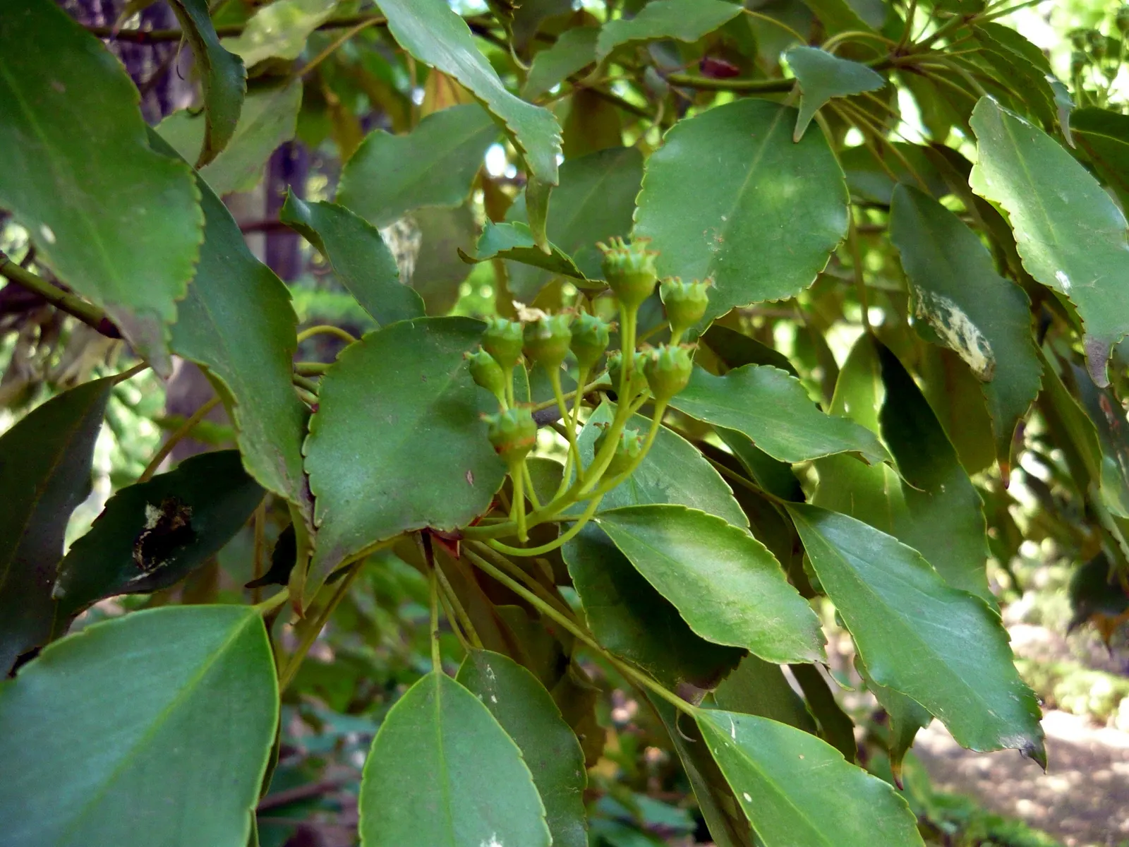 Wheel Tree (Trochodendron Araloides) — the Wheel Tree boasts clusters of yellowish-green flowers; tree for full or half
