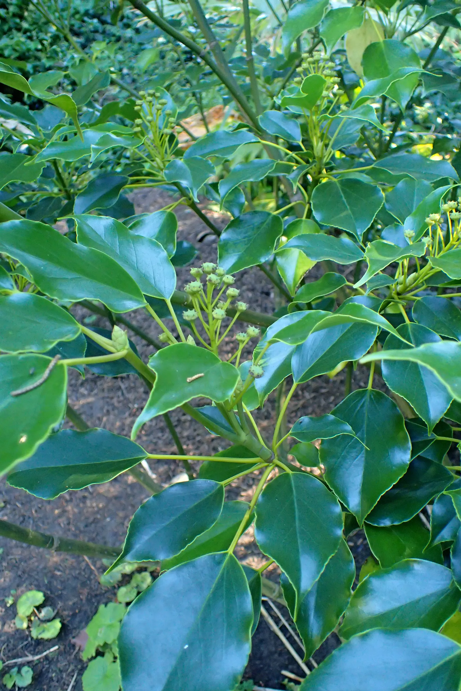 Wheel Tree (Trochodendron Araloides) — Wheel Trees can reach a mature height of approximately 15 to 30 feet with a similar spread; glossy green, image 54