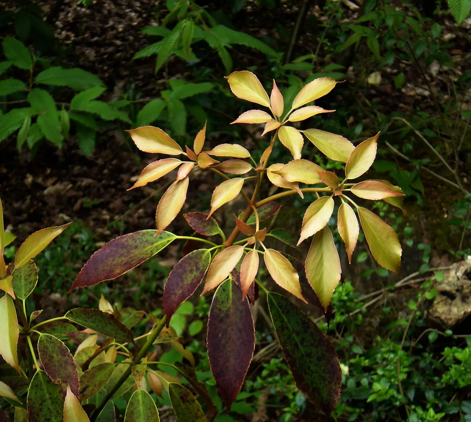 Wheel Tree (Trochodendron Araloides) — leathery leaves that are whorled at the ends of the branches; each leaf spans roughly 3 to 5 inches long; this evergreen