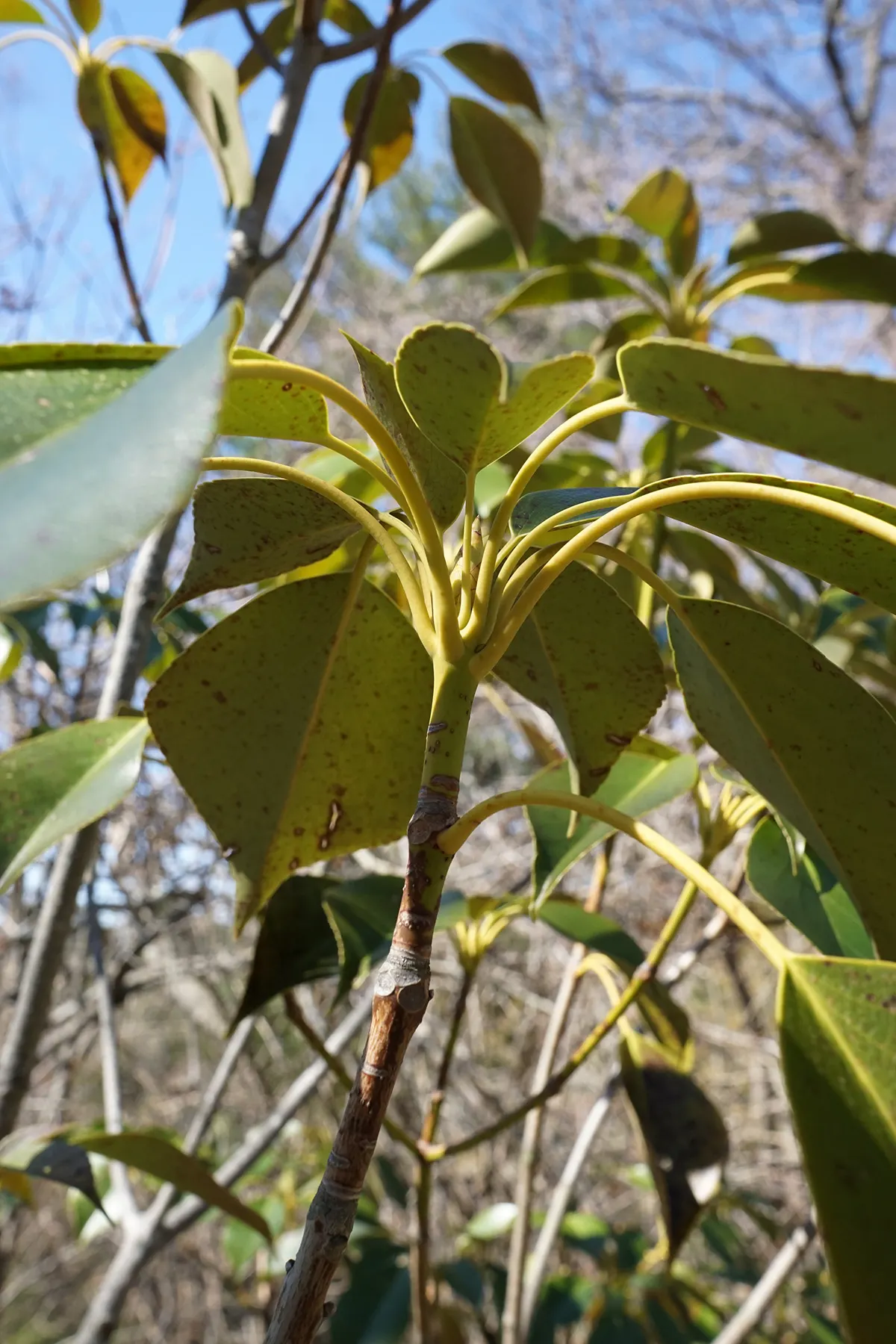 Wheel Tree (Trochodendron Araloides) — This evergreen species is distinguished by its distinctive; wheel-like flower arrangement from which its common name is