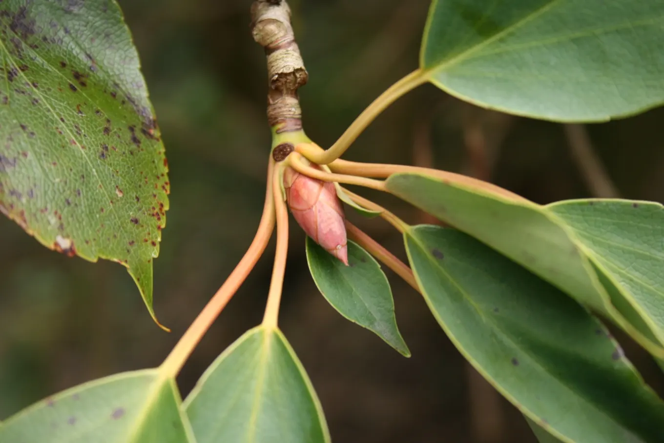 Wheel Tree (Trochodendron Araloides) — tree with green and multi-colored and yellow blooms; in late spring to early summer