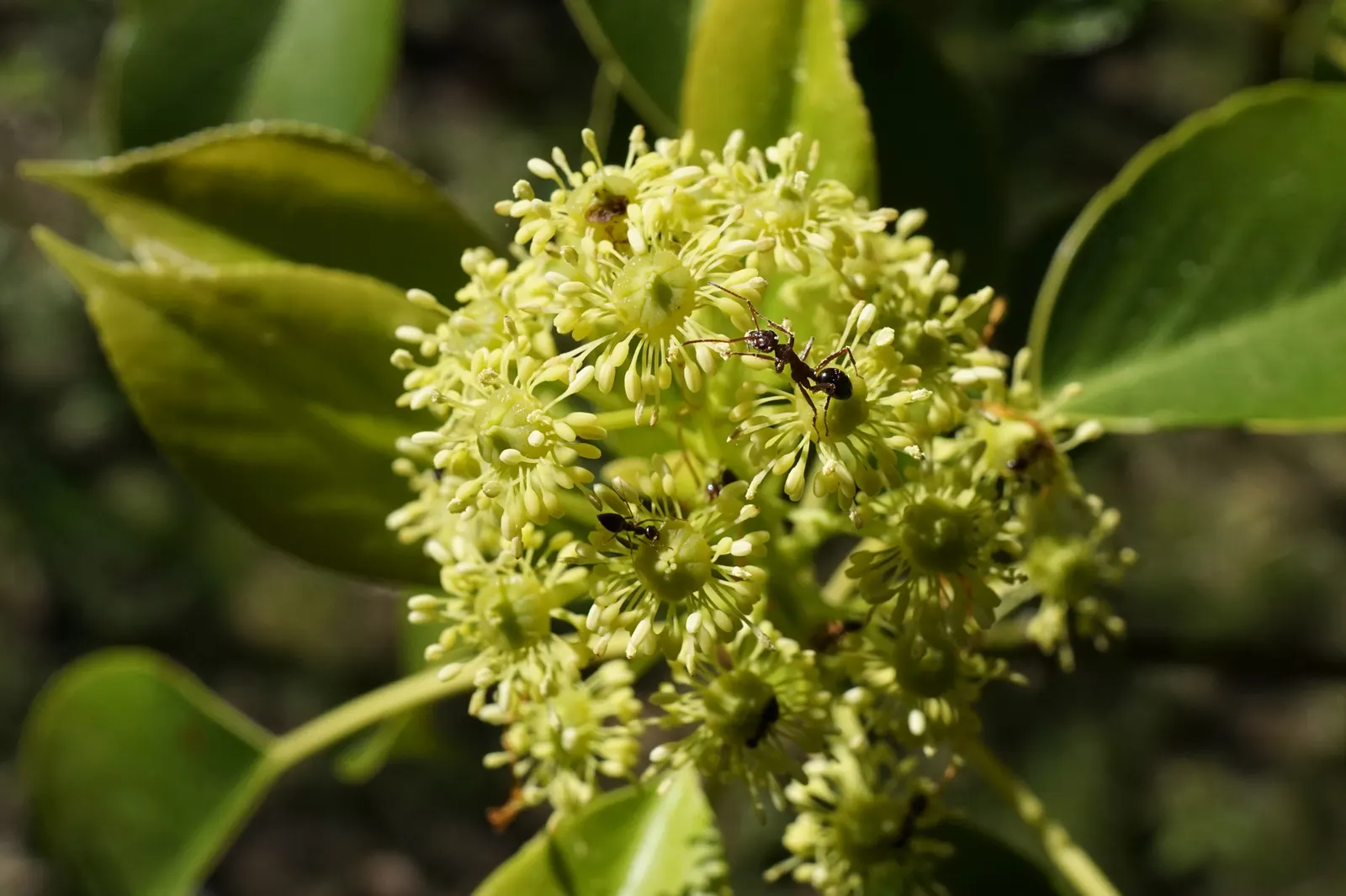 Wheel Tree (Trochodendron Araloides) — the Wheel Tree boasts clusters of yellowish-green flowers