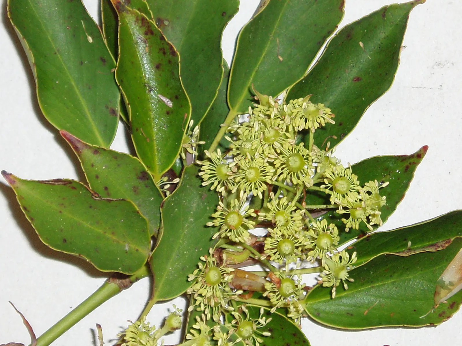 Wheel Tree (Trochodendron Araloides) — glossy green leaves and striking wheel-shaped flowers; perfect for understory planting or as a focal point in woodland