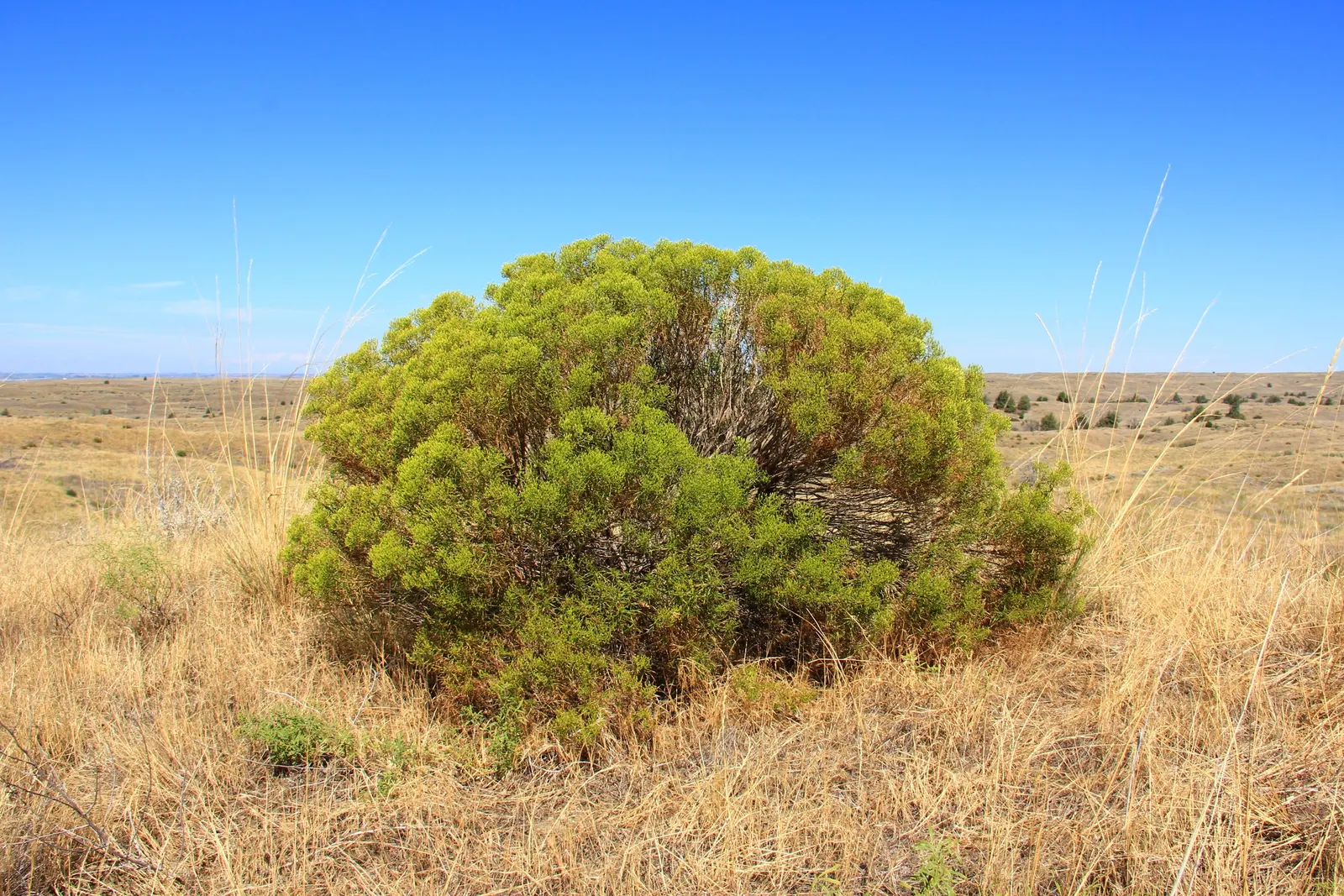 Wheel Tree (Trochodendron Araloides) — Perfect for understory planting or as a focal point in woodland gardens