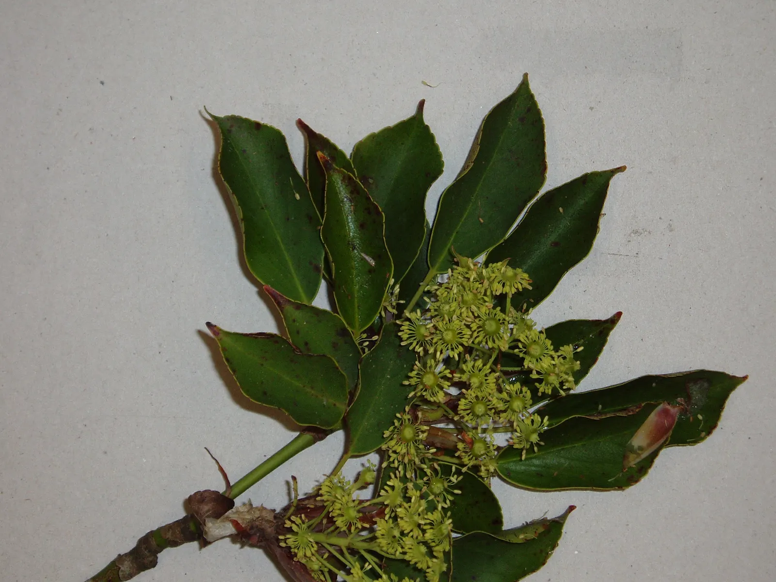 Wheel Tree (Trochodendron Araloides) — green and multi-colored and yellow flowers in the garden