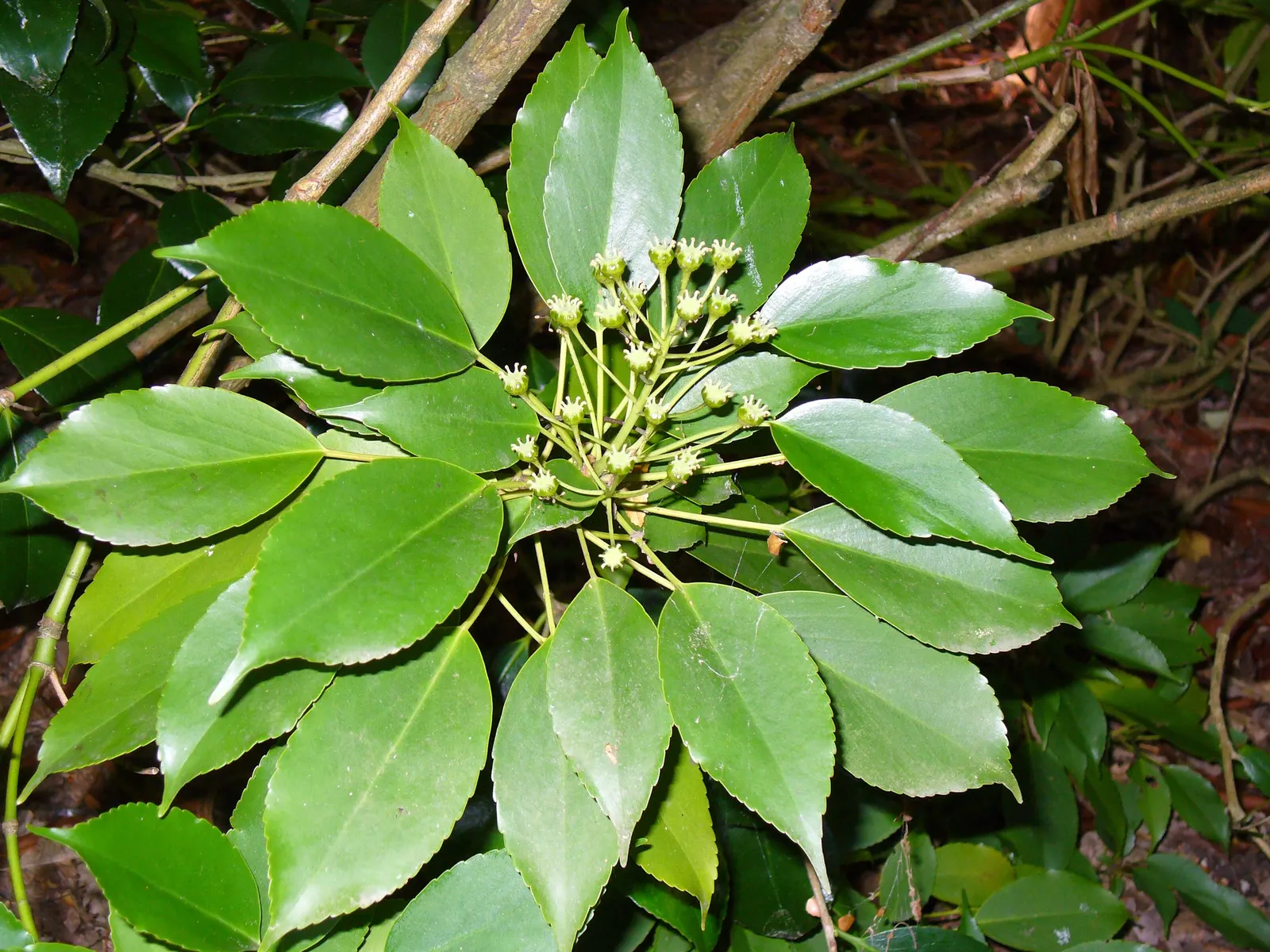 Wheel Tree (Trochodendron Araloides) — although it can withstand more sunlight in cooler climates