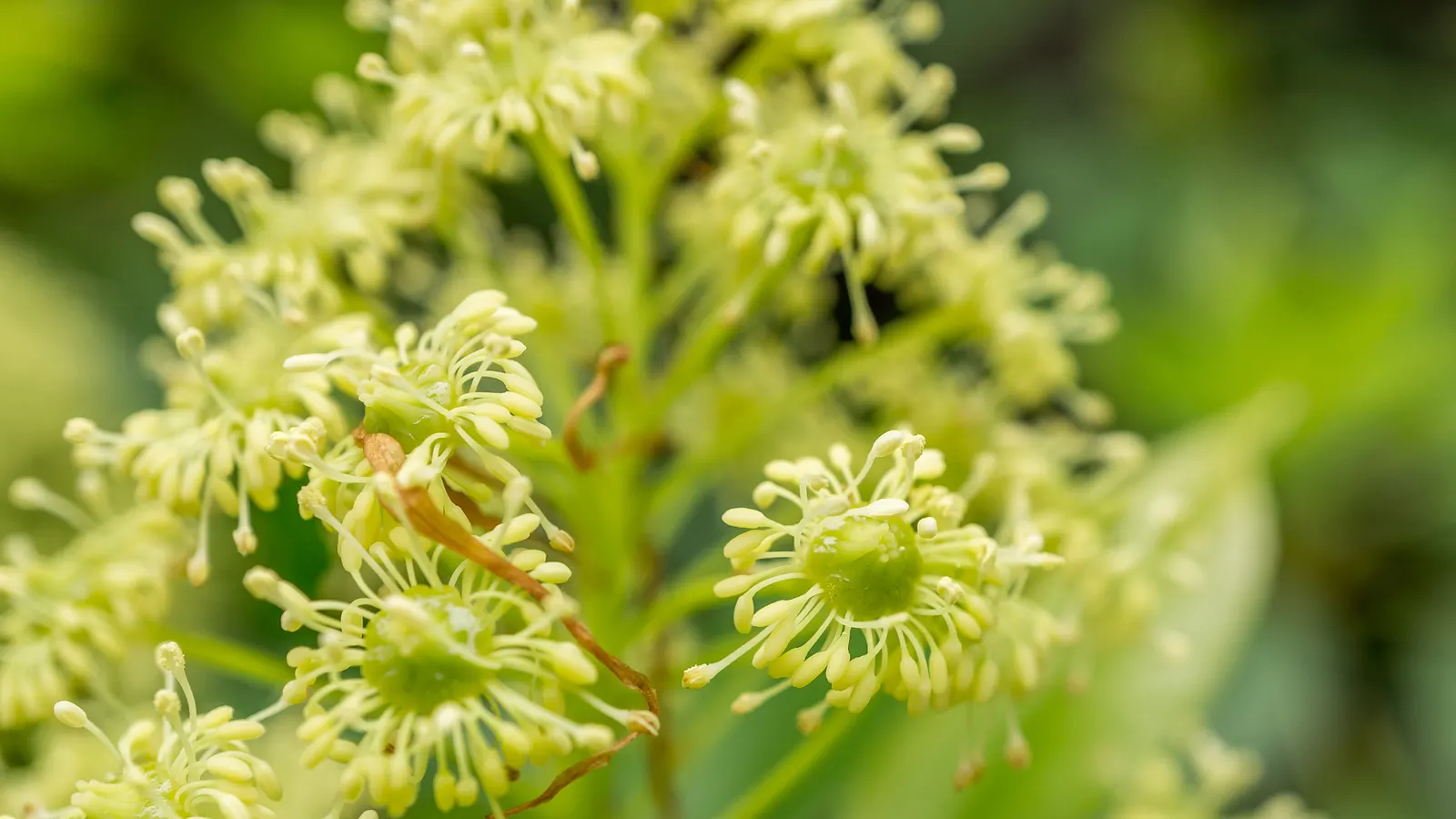 Wheel Tree (Trochodendron Araloides) — scientifically named Trochodendron araloides; it thrives in well-drained, humus-rich soils that are slightly acidic to