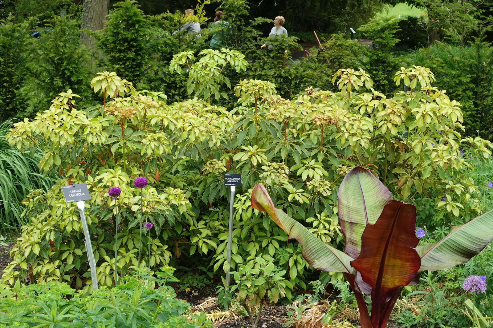 Wheel Tree (Trochodendron Araloides) — When mature, it stands 15-30 feet tall, with a similar spread, offering a distinctive, architectural presence
