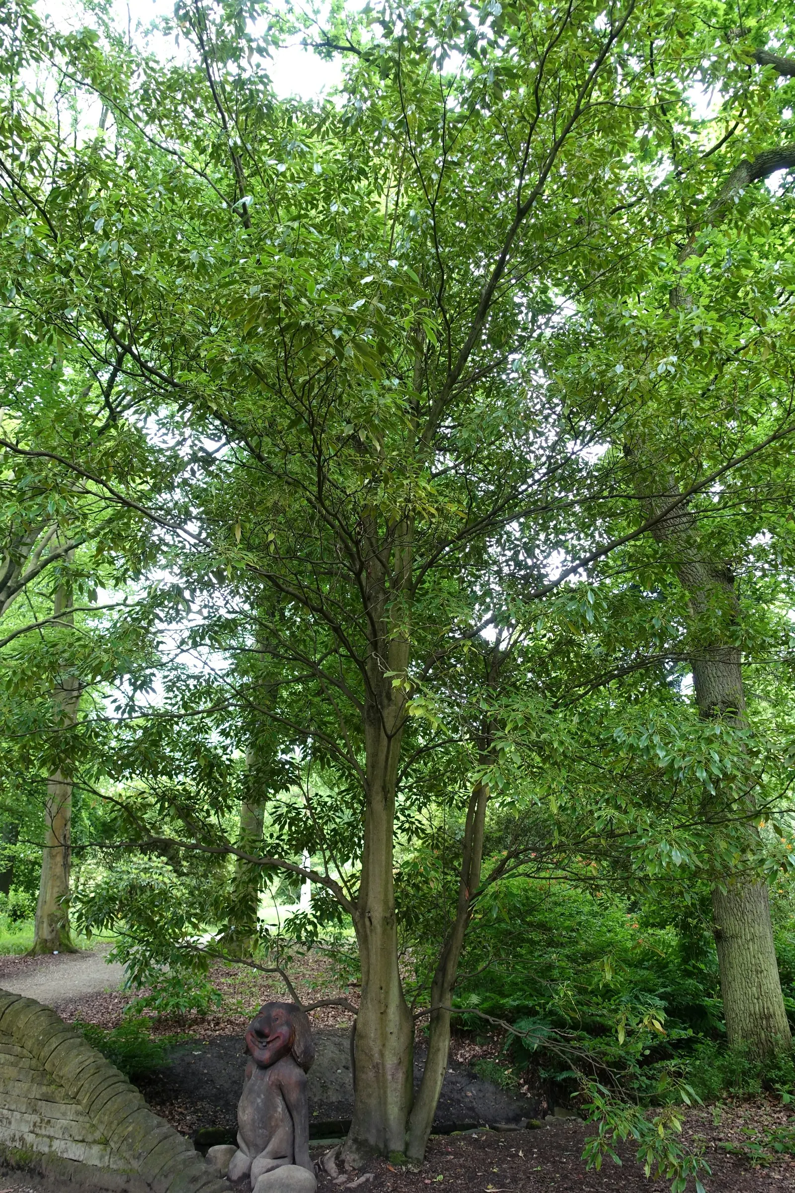 Wheel Tree (Trochodendron Araloides) — scientifically named Trochodendron araloides