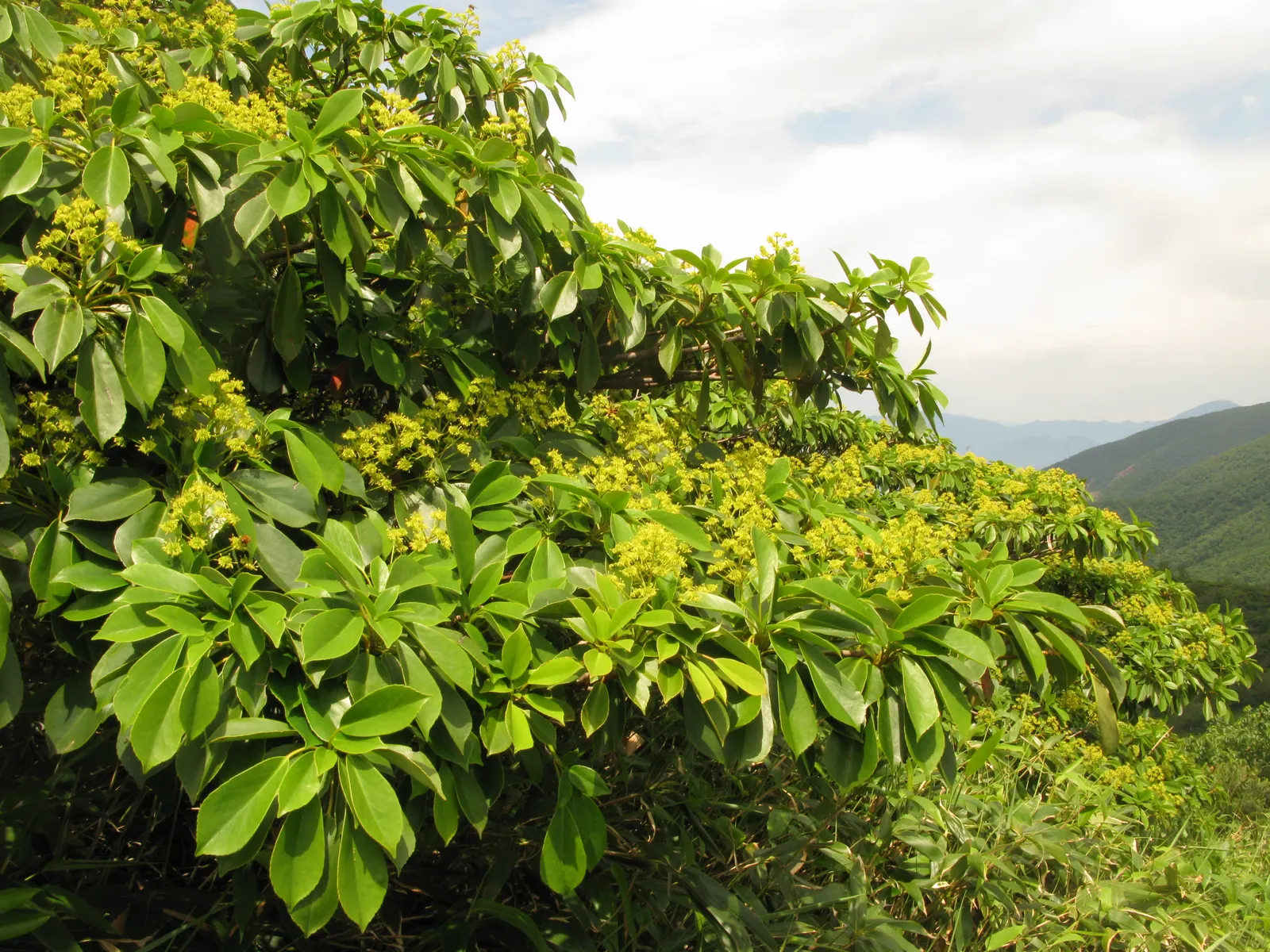 Wheel Tree (Trochodendron Araloides) — tree for full or half; the Wheel Tree is hardy in USDA zones 7 through 9