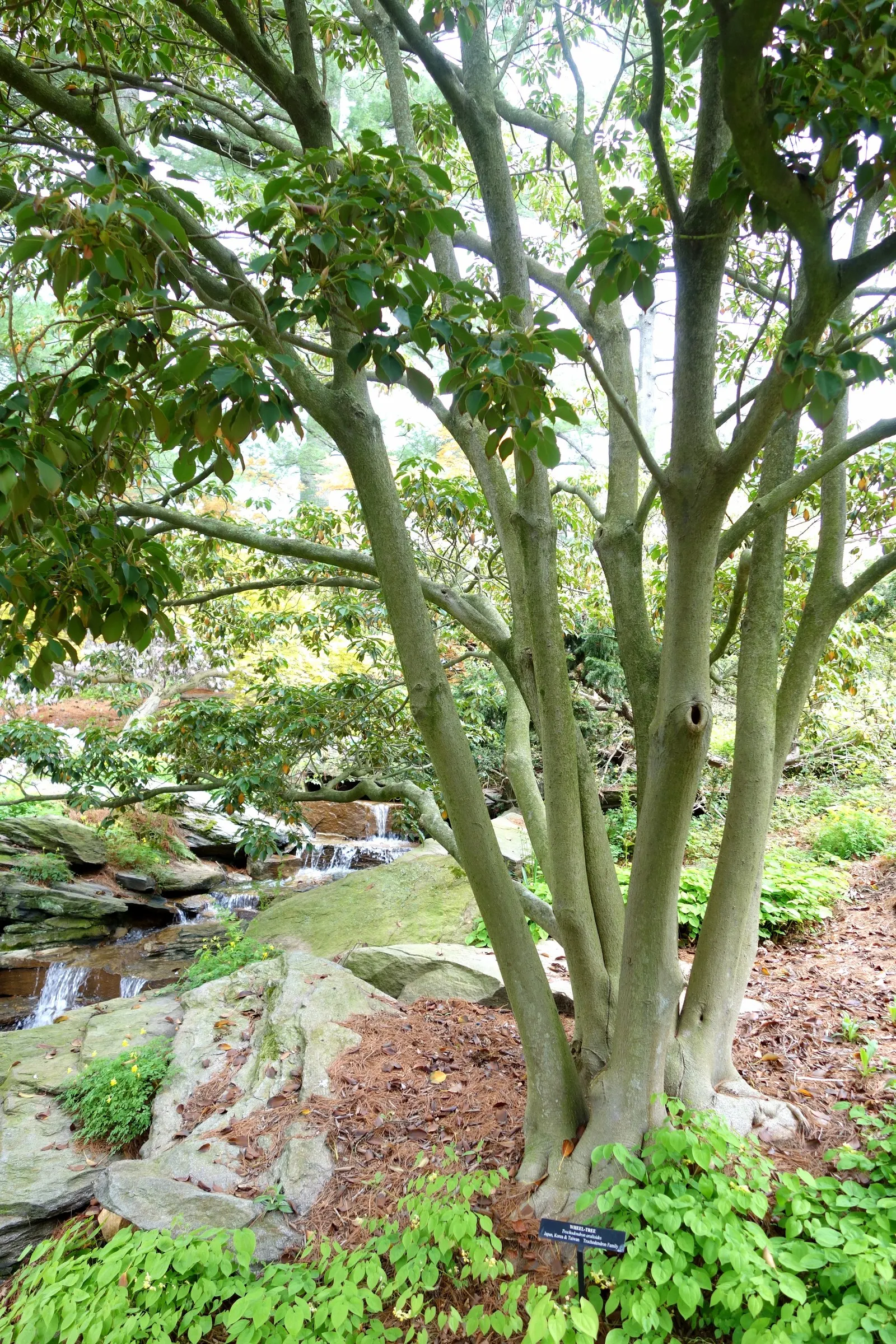 Wheel Tree (Trochodendron Araloides) — leathery leaves that are whorled at the ends of the branches; each leaf spans roughly 3 to 5 inches long, image 55