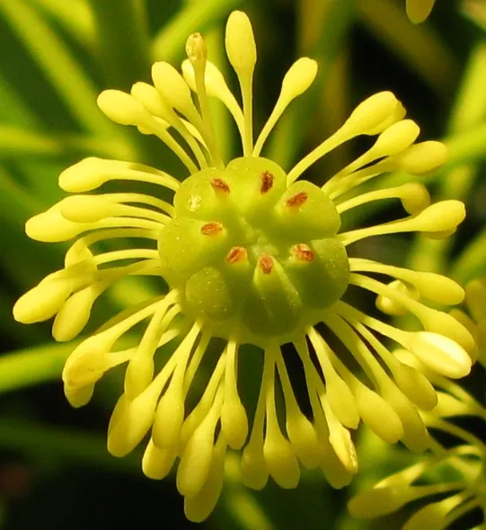 Wheel Tree (Trochodendron Araloides) — Thriving in USDA zones 6-8, it enjoys partial shade and moist, well-drained soil; leathery leaves that are, image 46