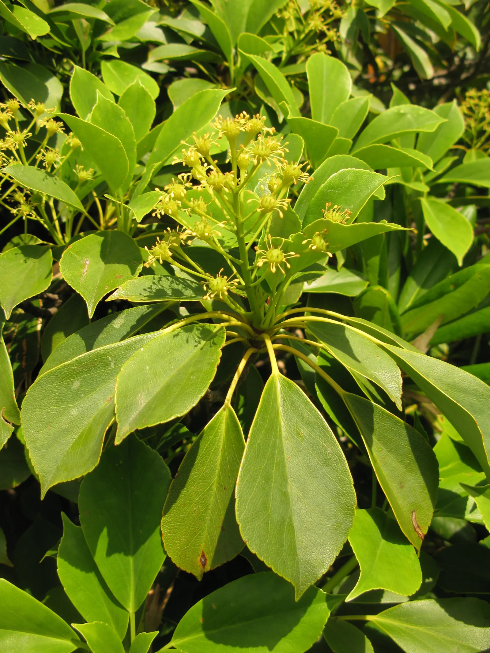 Wheel Tree (Trochodendron Araloides) — presents a unique and enchanting choice for a garden landscape; thriving in USDA zones 6-8, it enjoys partial shade and