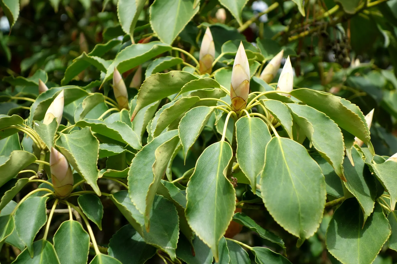 Wheel Tree (Trochodendron Araloides) — consider that the Wheel Tree prefers partial to full shade; which lack petals and measure about 1 to 1.5, image 59