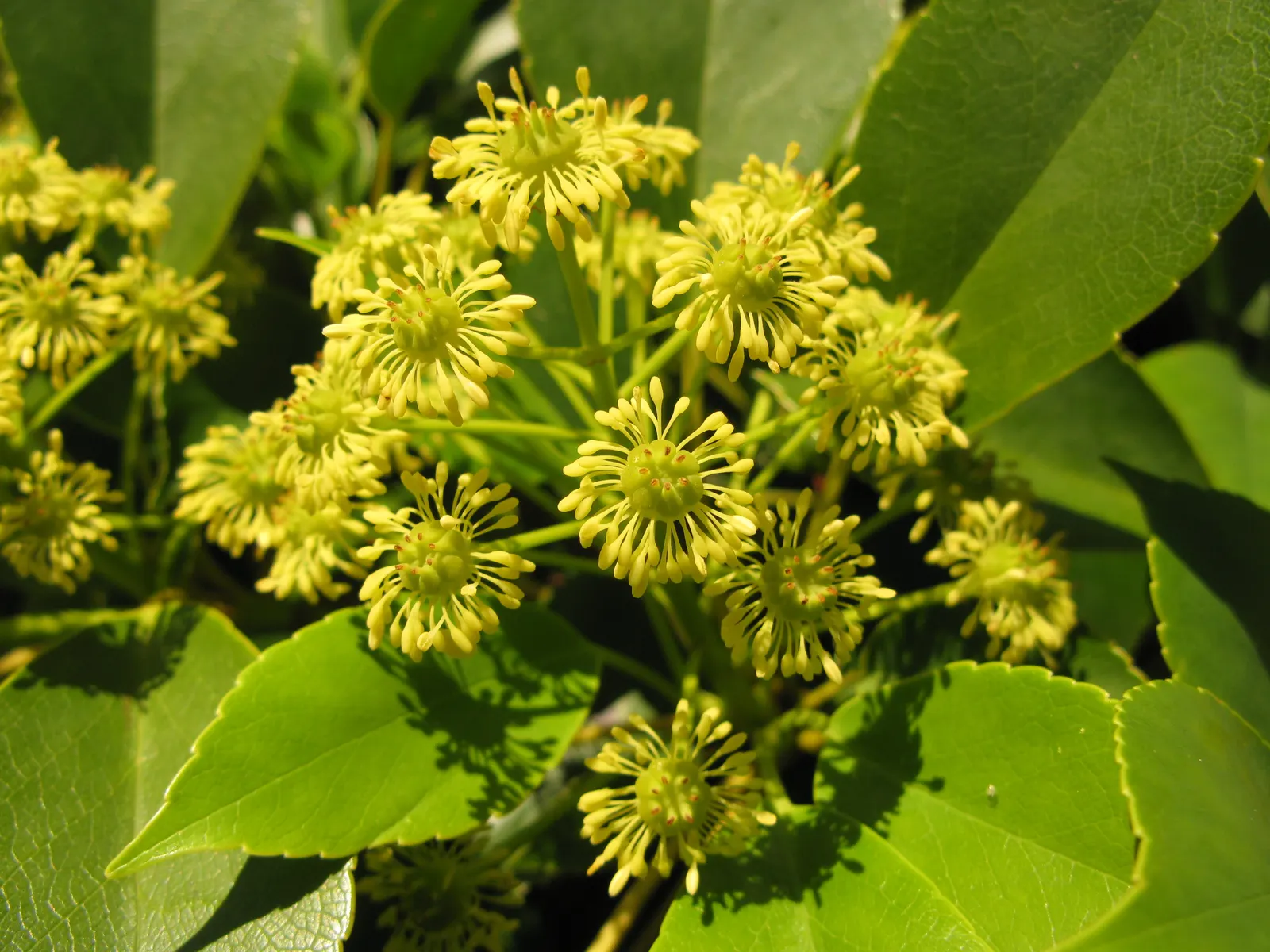 Wheel Tree (Trochodendron Araloides) — Thriving in USDA zones 6-8, it enjoys partial shade and moist, well-drained soil; leathery leaves that are whorled at