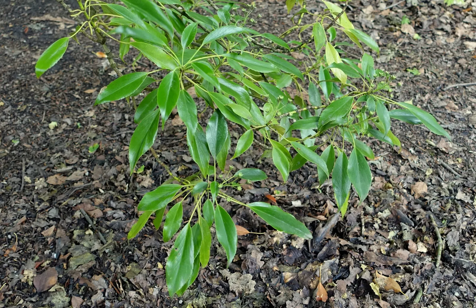 Wheel Tree (Trochodendron Araloides) — In late spring to early summer; consider that the Wheel Tree prefers partial to full shade