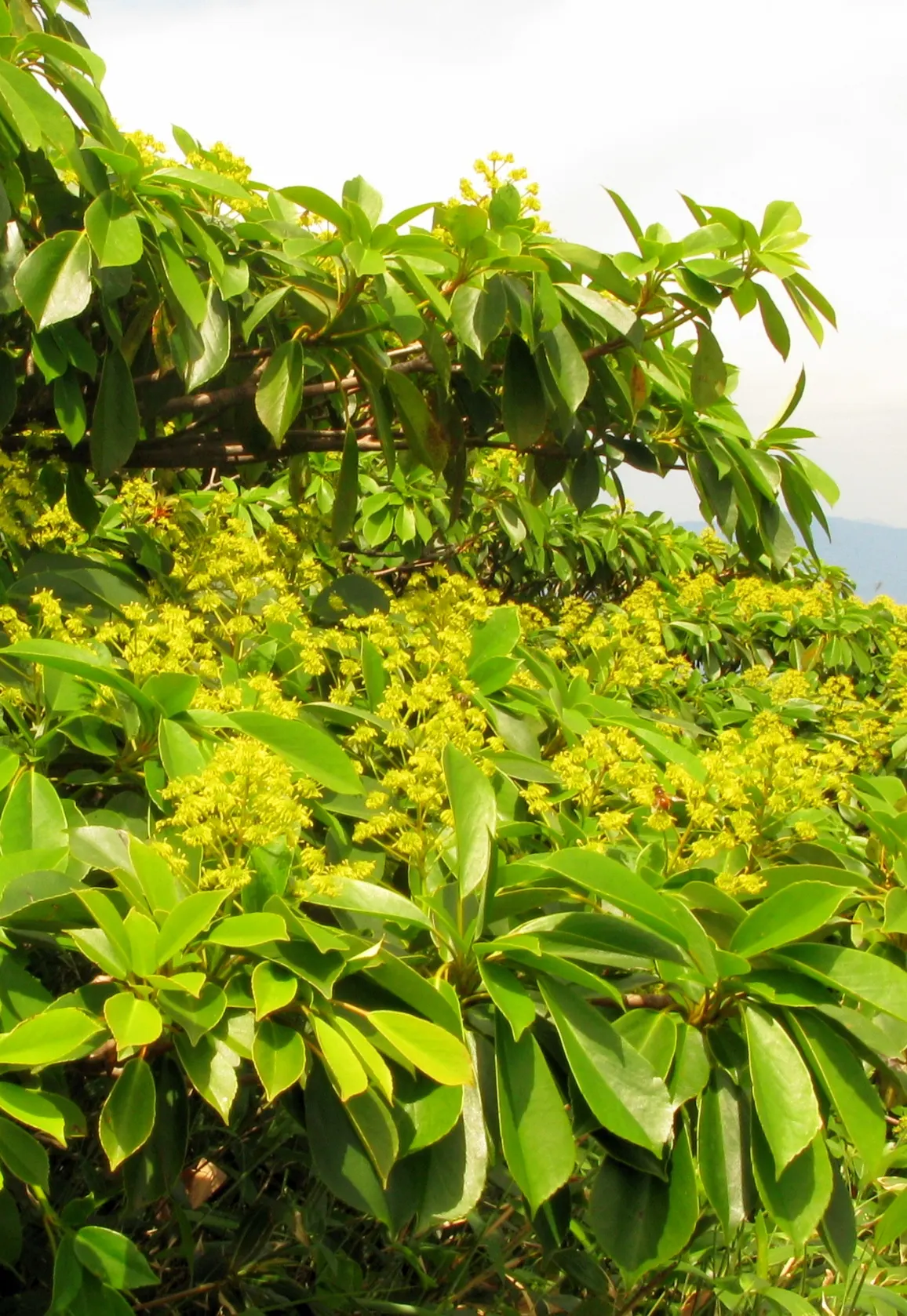 Wheel Tree (Trochodendron Araloides) — This evergreen species is distinguished by its distinctive; wheel-like flower arrangement from which its, image 52