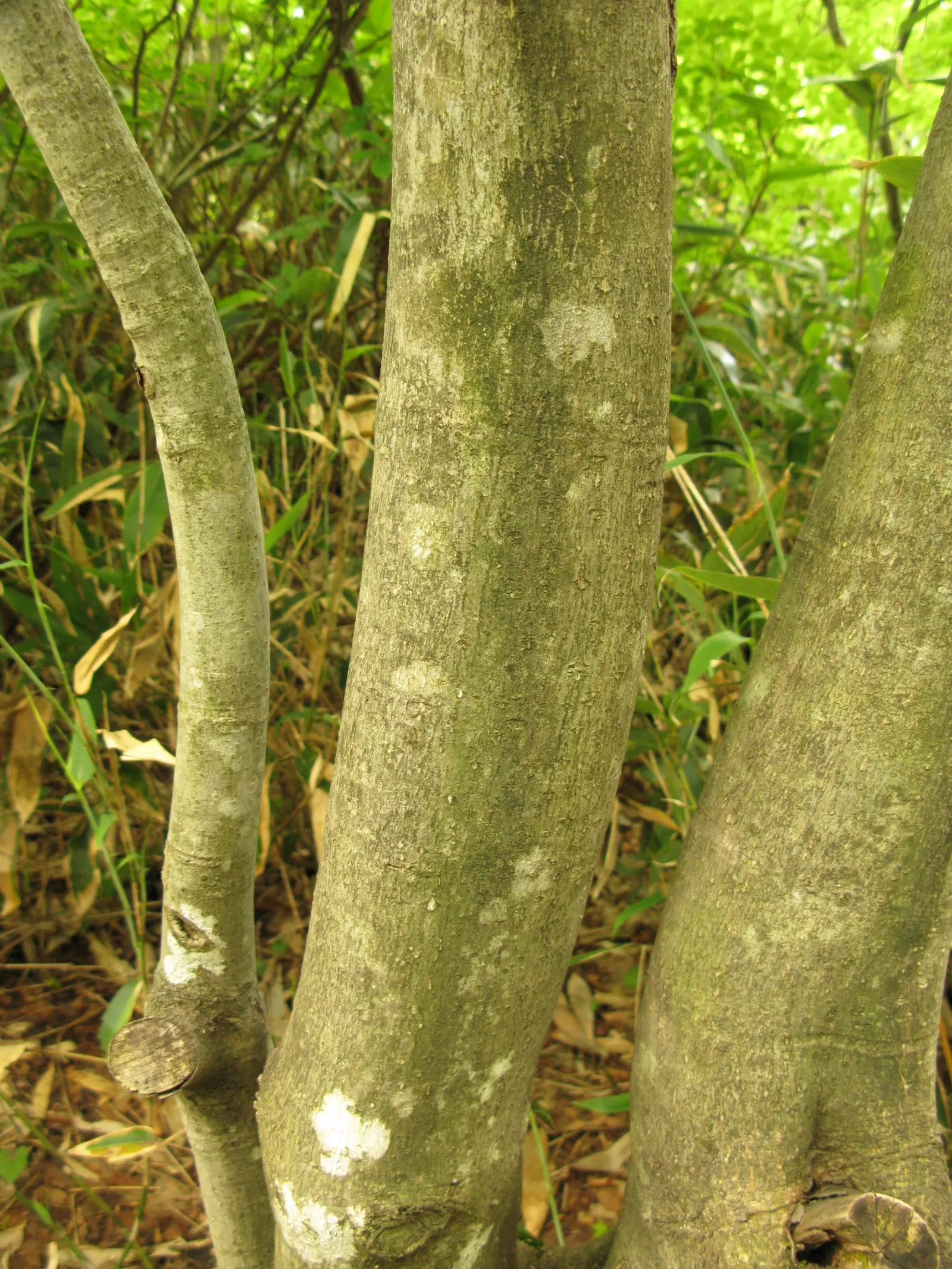 Wheel Tree (Trochodendron Araloides) — It thrives in well-drained, humus-rich soils that are slightly acidic to neutral in pH; scientifically named
