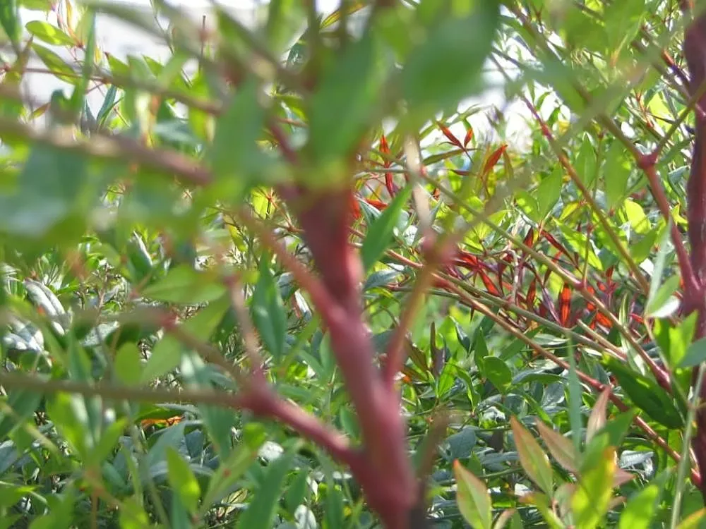 Plum Passion Winter Nandina (Nandina Domestica 'Plum Passion') — stands out with vibrant purple foliage that intensifies in winter