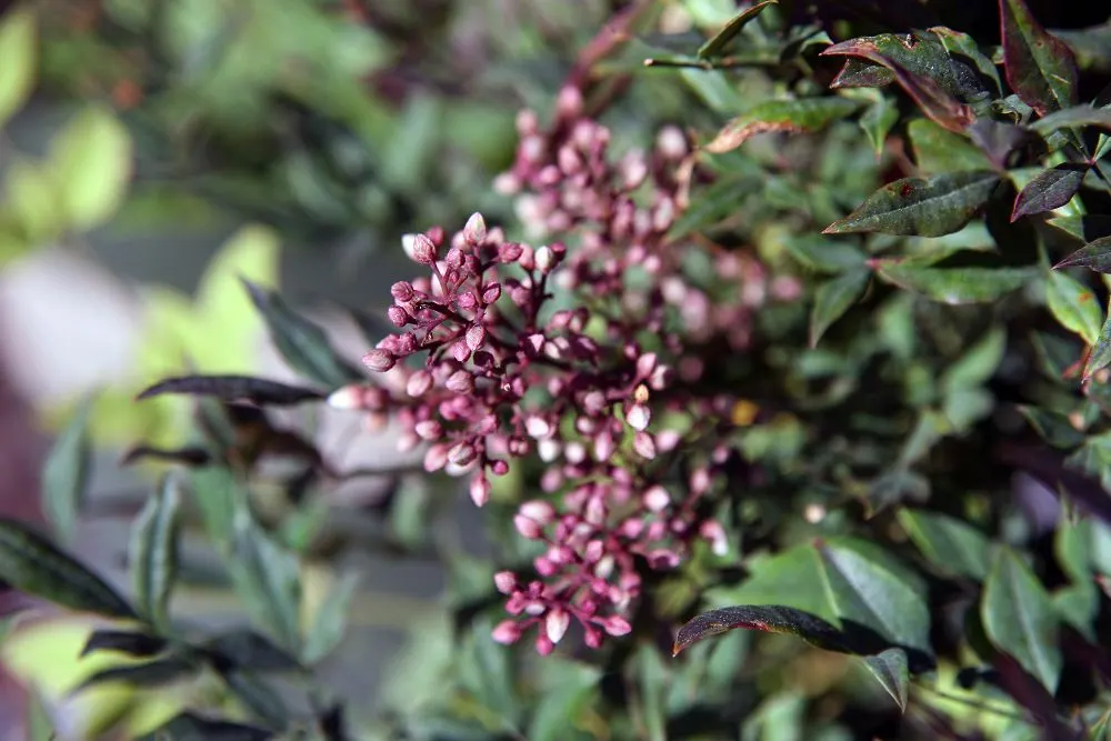 Plum Passion Winter Nandina (Nandina Domestica 'Plum Passion') — It thrives in USDA zones 6-9
