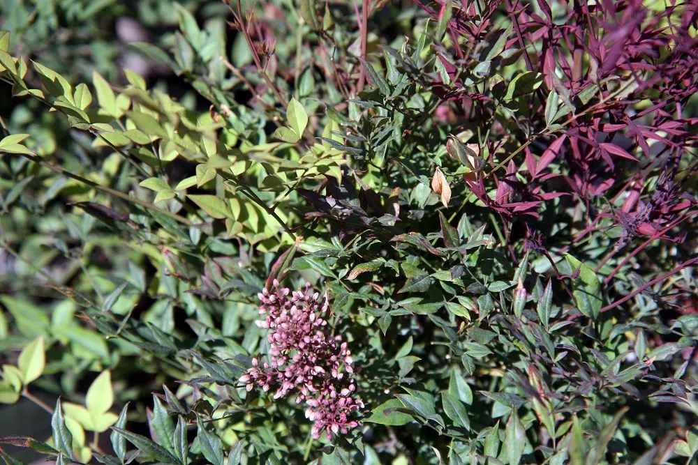 Plum Passion Winter Nandina (Nandina Domestica 'Plum Passion') — Reaching up to 5 feet in height and 4 feet in width