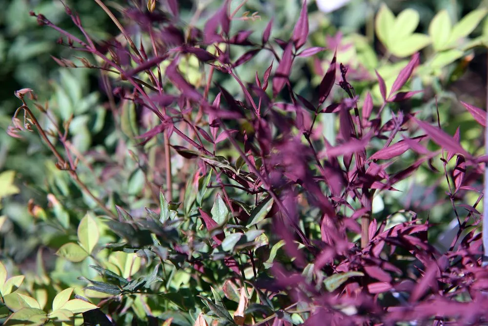 Plum Passion Winter Nandina (Nandina Domestica 'Plum Passion') — this evergreen shrub offers a unique color palette for landscape designs
