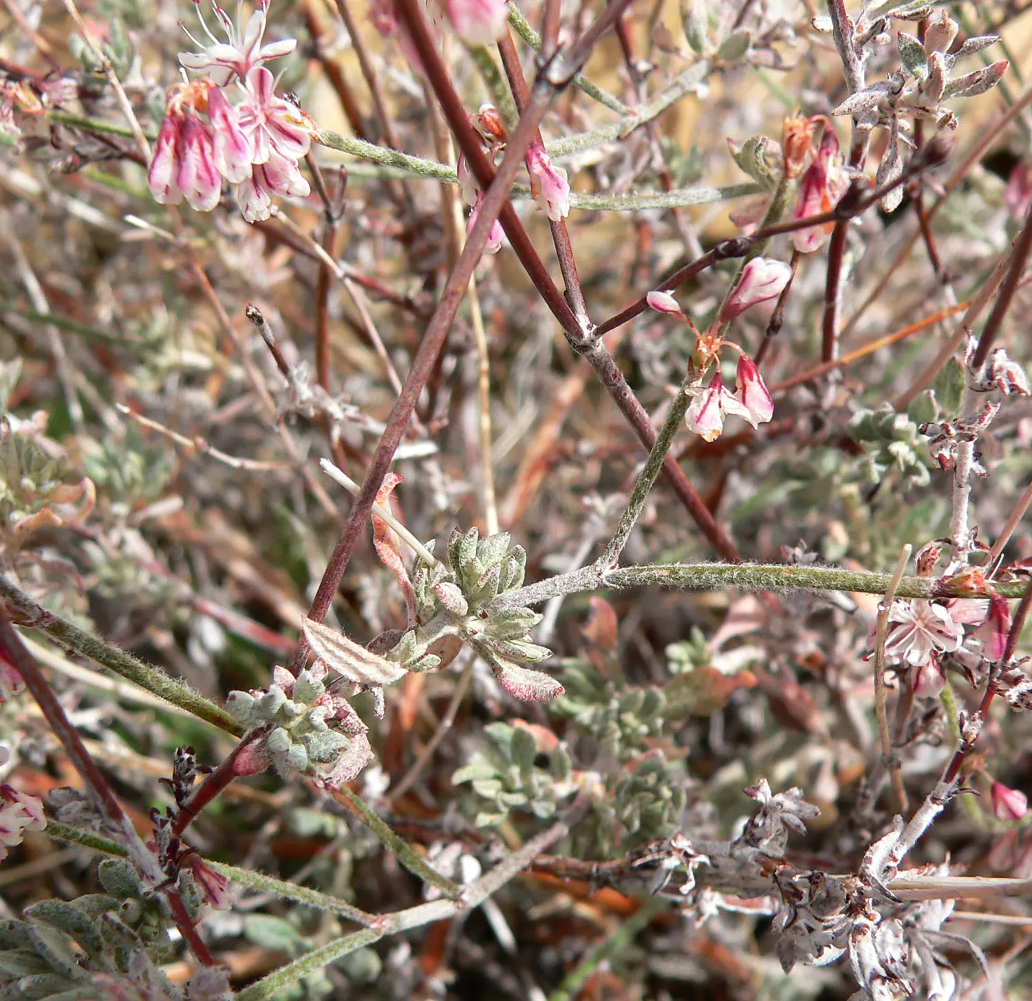 Wright Buckwheat (Eriogonum Wrightii) — Its growth habit features a mound of bluish-green basal leaves; underlining its low-maintenance nature