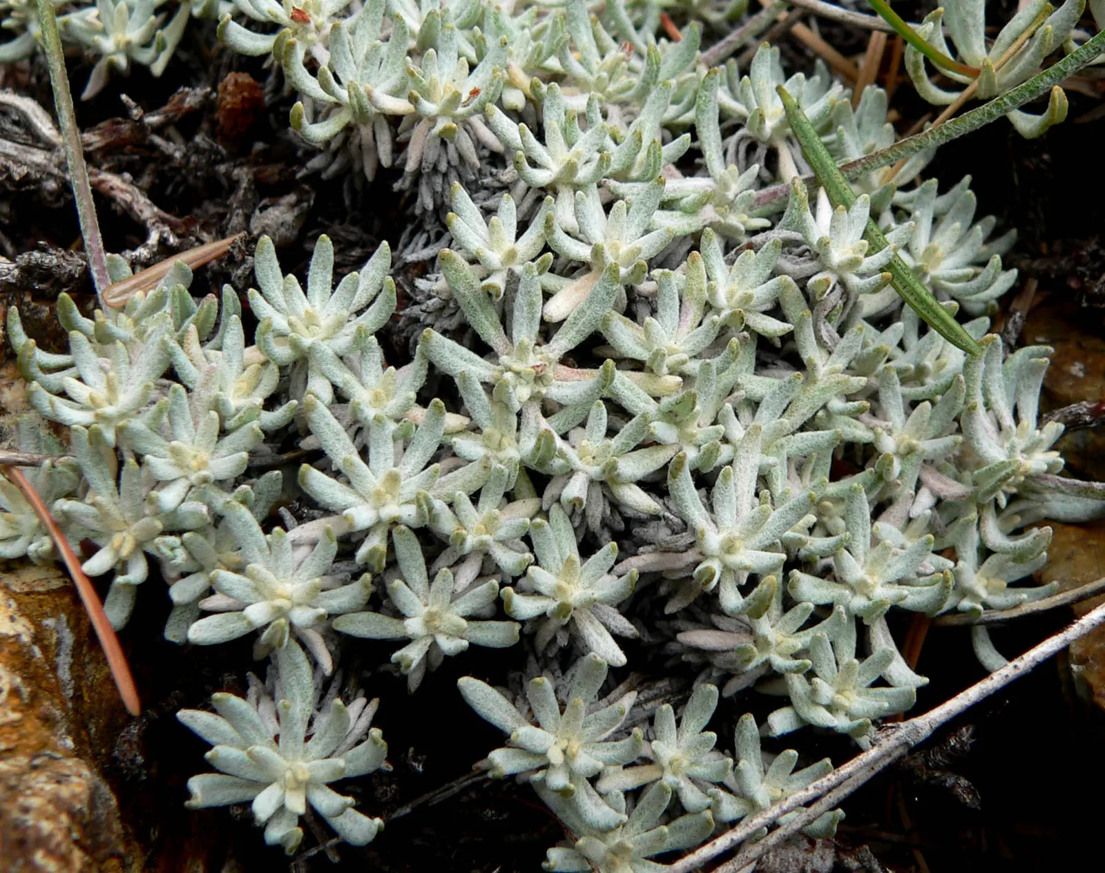 Wright Buckwheat (Eriogonum Wrightii) — In the summer and into the fall, image 32