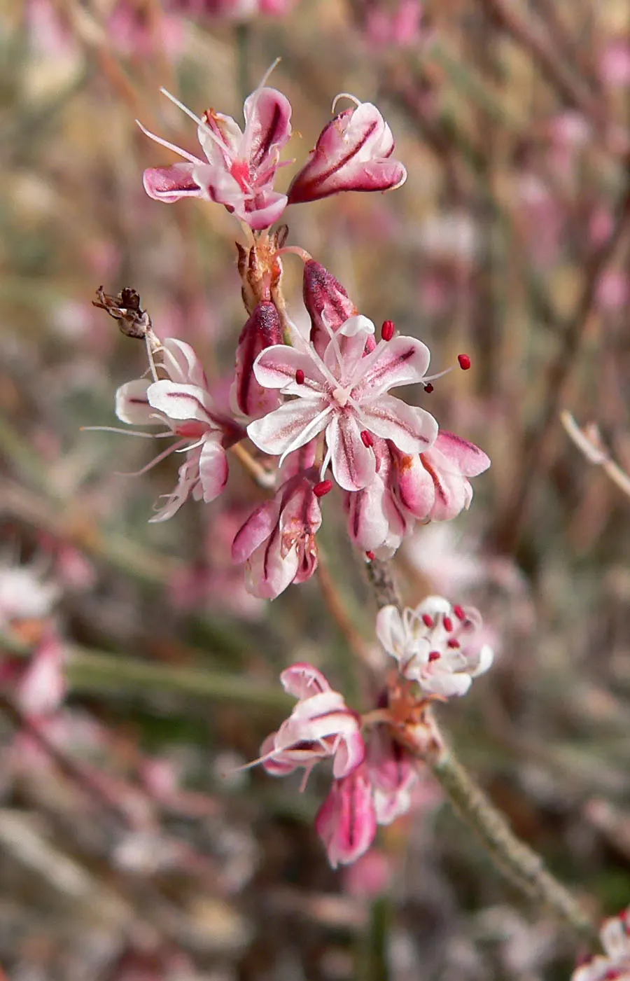 Wright Buckwheat (Eriogonum Wrightii) — which rise elegantly above the foliage on slender stems up to 12 inches tall