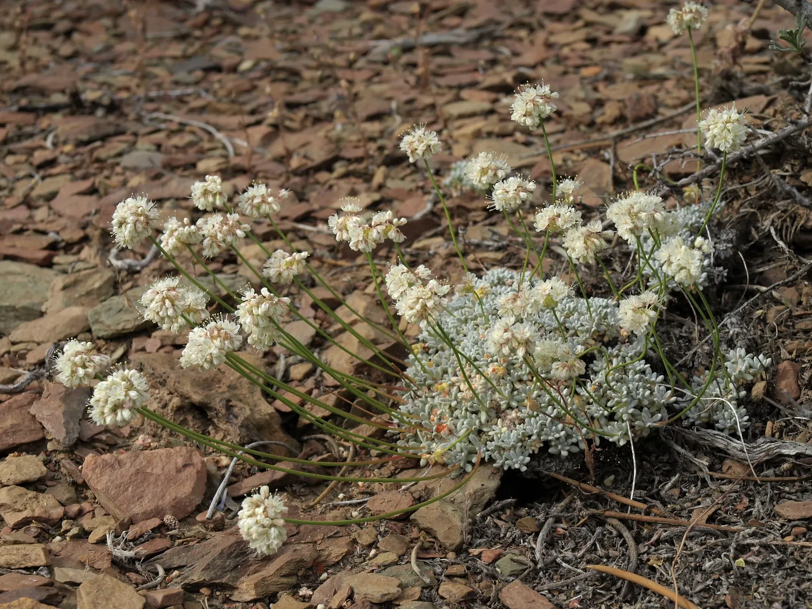 Wright Buckwheat (Eriogonum Wrightii) — it produces airy inflorescences composed of tiny pink to lavender flowers; underlining its low-maintenance nature