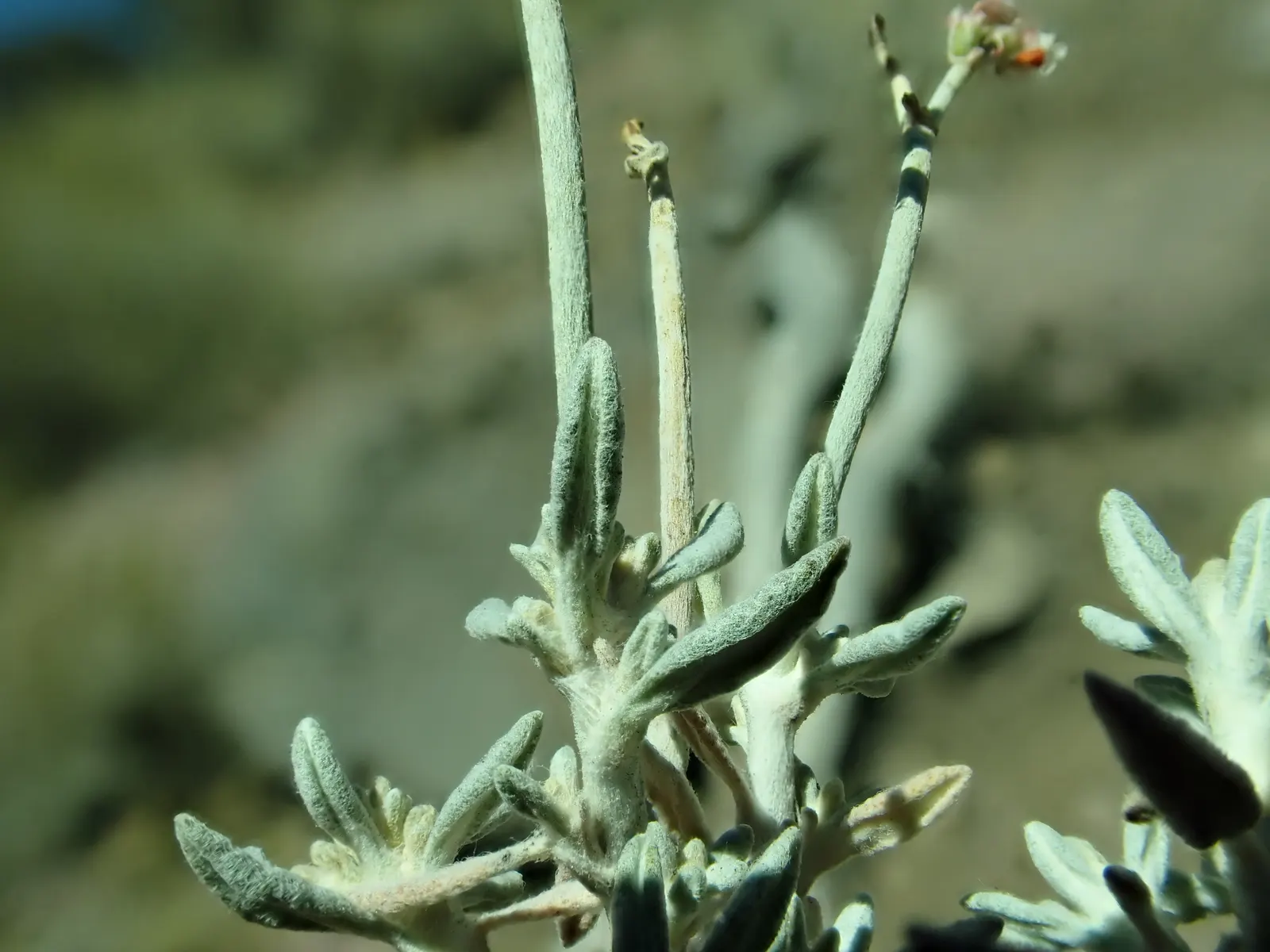 Wright Buckwheat (Eriogonum Wrightii) — ground cover / perennial / shrub for full