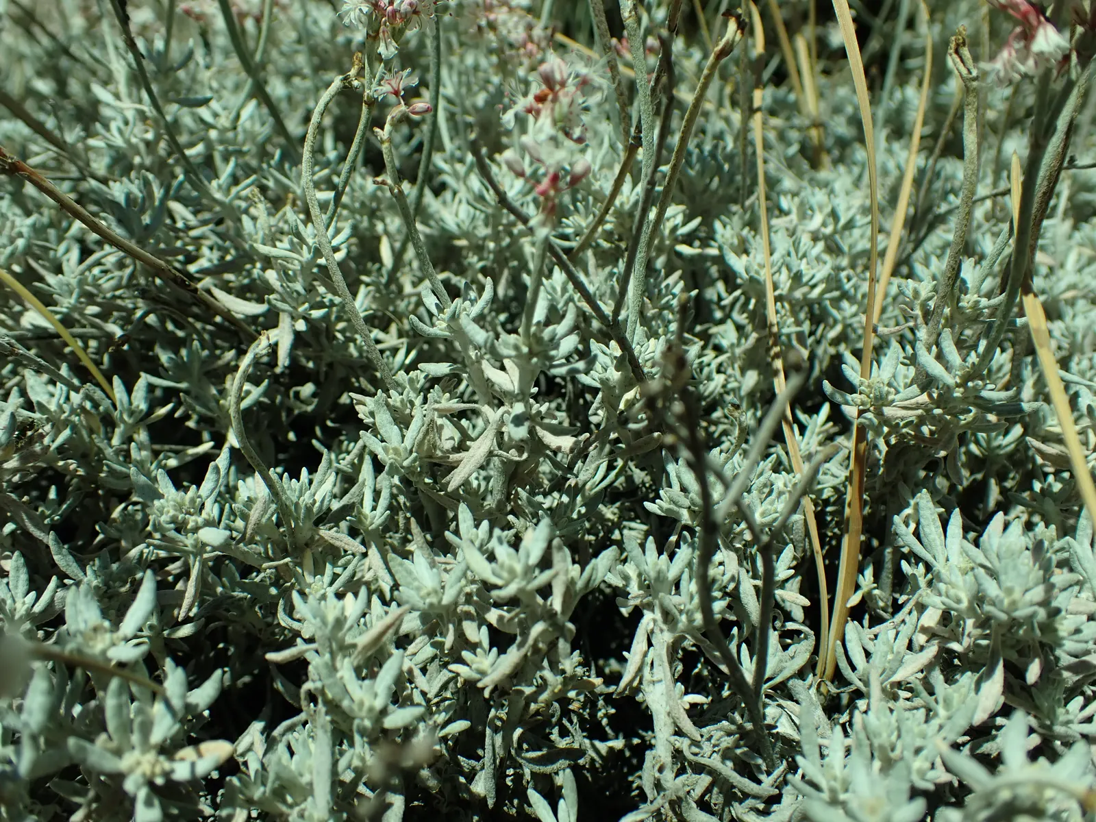 Wright Buckwheat (Eriogonum Wrightii) — Plant in well-drained soil and full sun